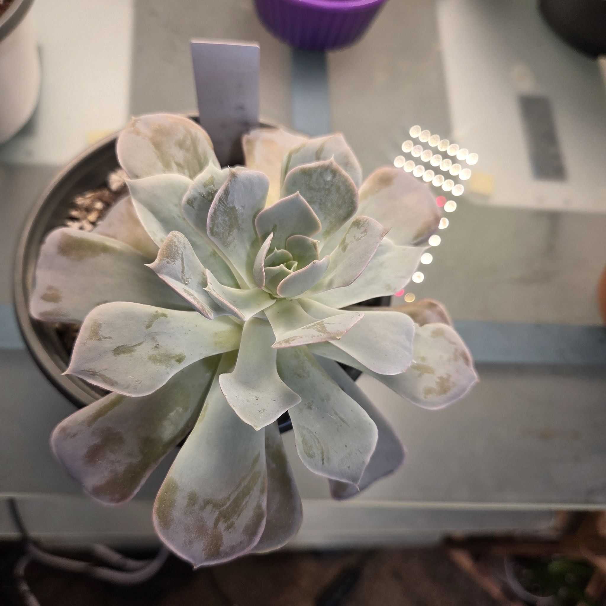 Photo of the plant species San Carlos Echeveria by @NikkiBplantmom named MARILYN MONROE on Greg, the plant care app