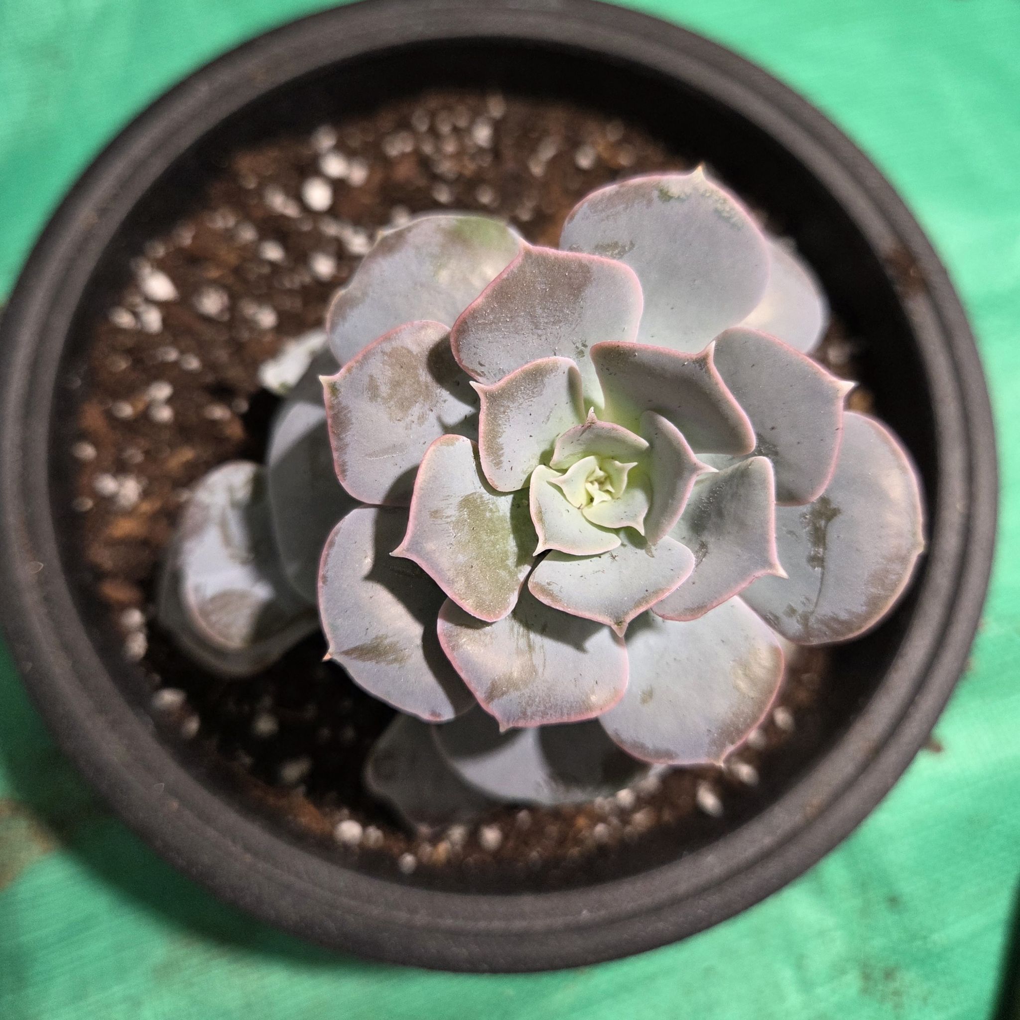 Photo of the plant species San Carlos Echeveria by @NikkiBplantmom named MARILYN MONROE on Greg, the plant care app