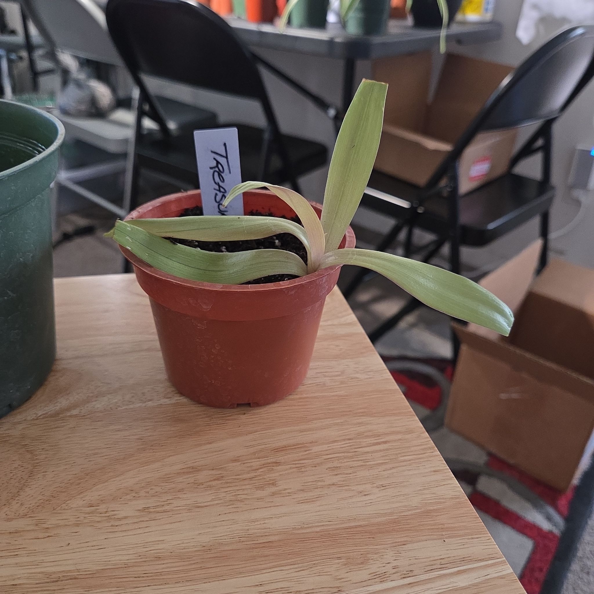 Photo of the plant species Tradescantia spathacea 'Amber Waves' by @NikkiBplantmom named TREASURE on Greg, the plant care app