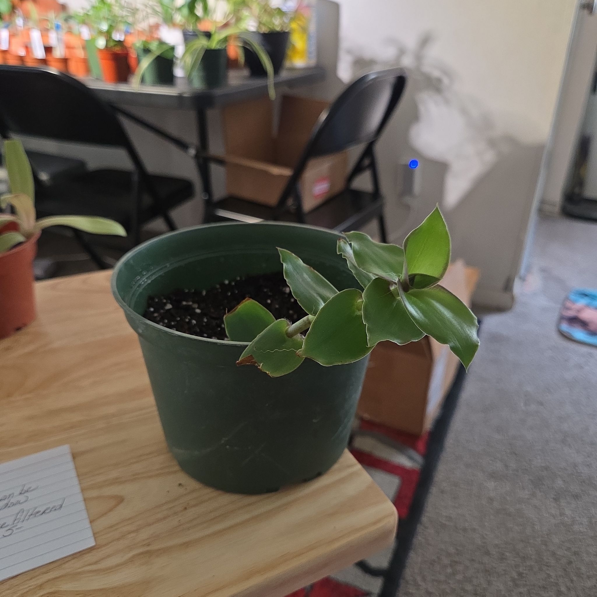 Photo of the plant species Dragon's Tail by @NikkiBplantmom named MC LYTE on Greg, the plant care app