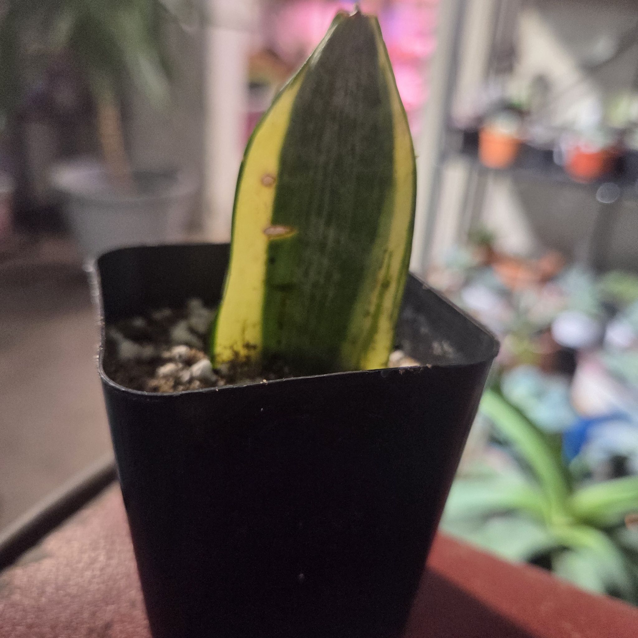 Photo of the plant species Gold Star Hahnii by @NikkiBplantmom named VIVICA on Greg, the plant care app