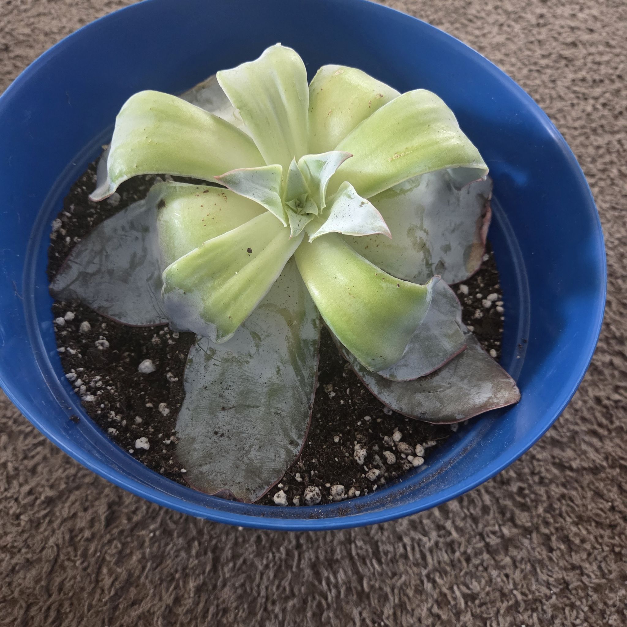 Photo of the plant species Echeveria Cante by @NikkiBplantmom named ZAHARA on Greg, the plant care app