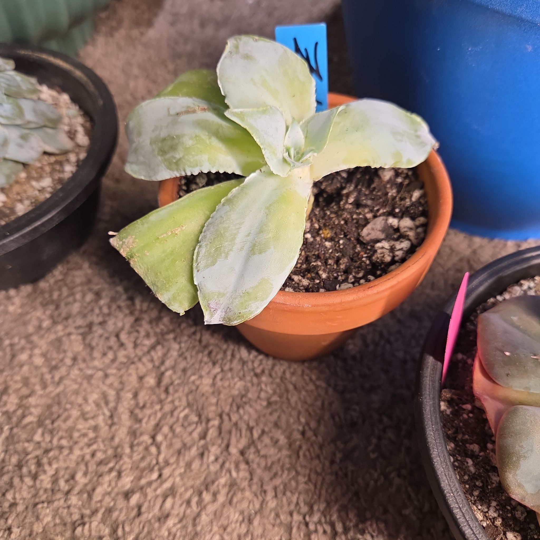 Photo of the plant species Echeveria Cante by @NikkiBplantmom named ZAHARA on Greg, the plant care app