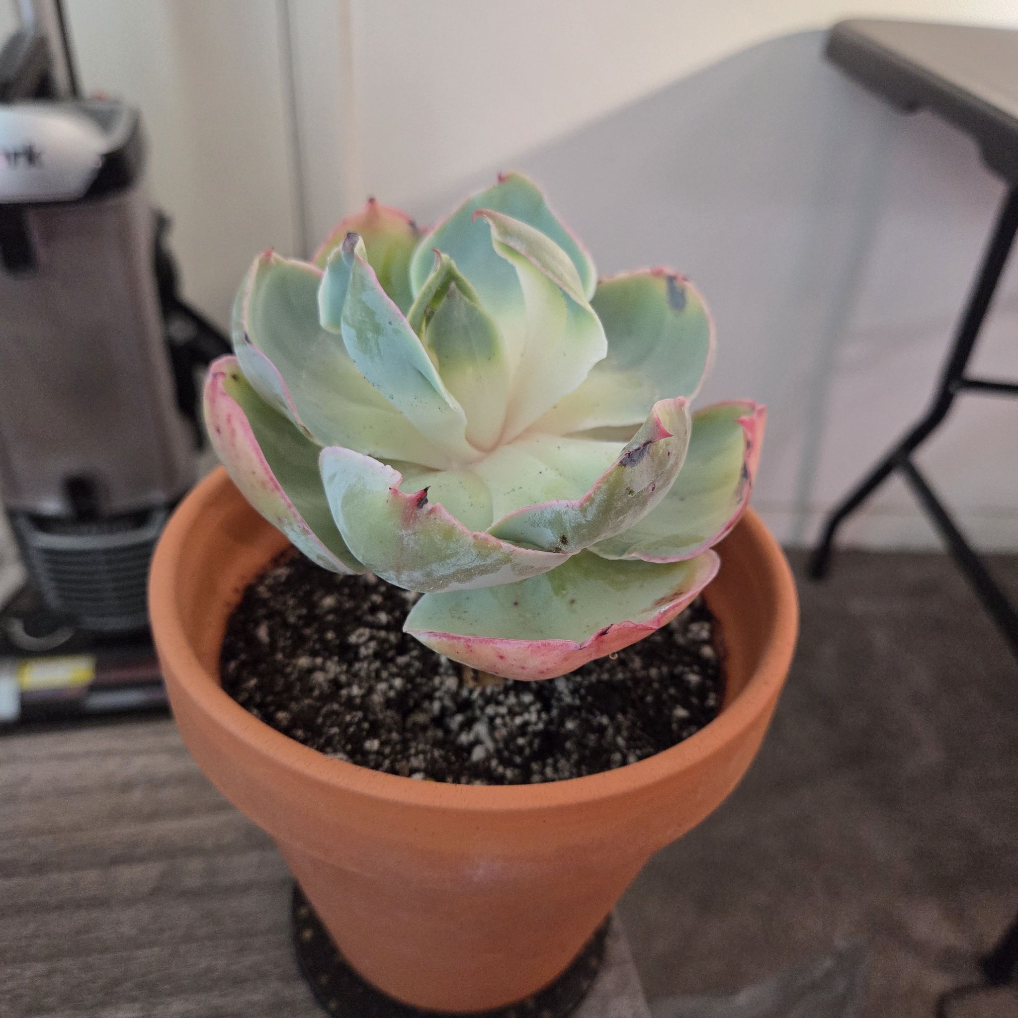 Photo of the plant species Echeveria Da Vinci Code by @NikkiBplantmom named ANTANASIO on Greg, the plant care app