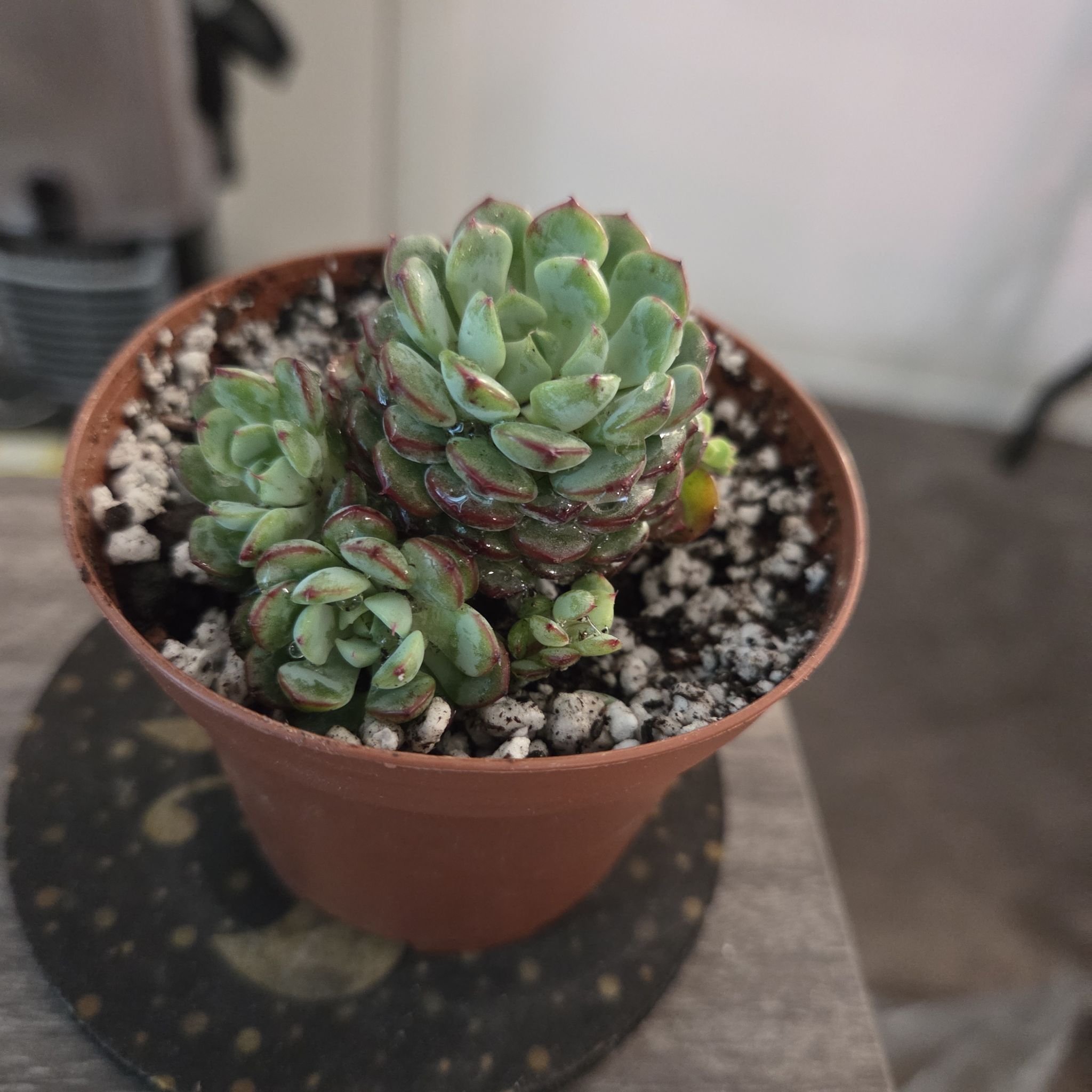 Photo of the plant species Echeveria Minima by @NikkiBplantmom named PELE' on Greg, the plant care app