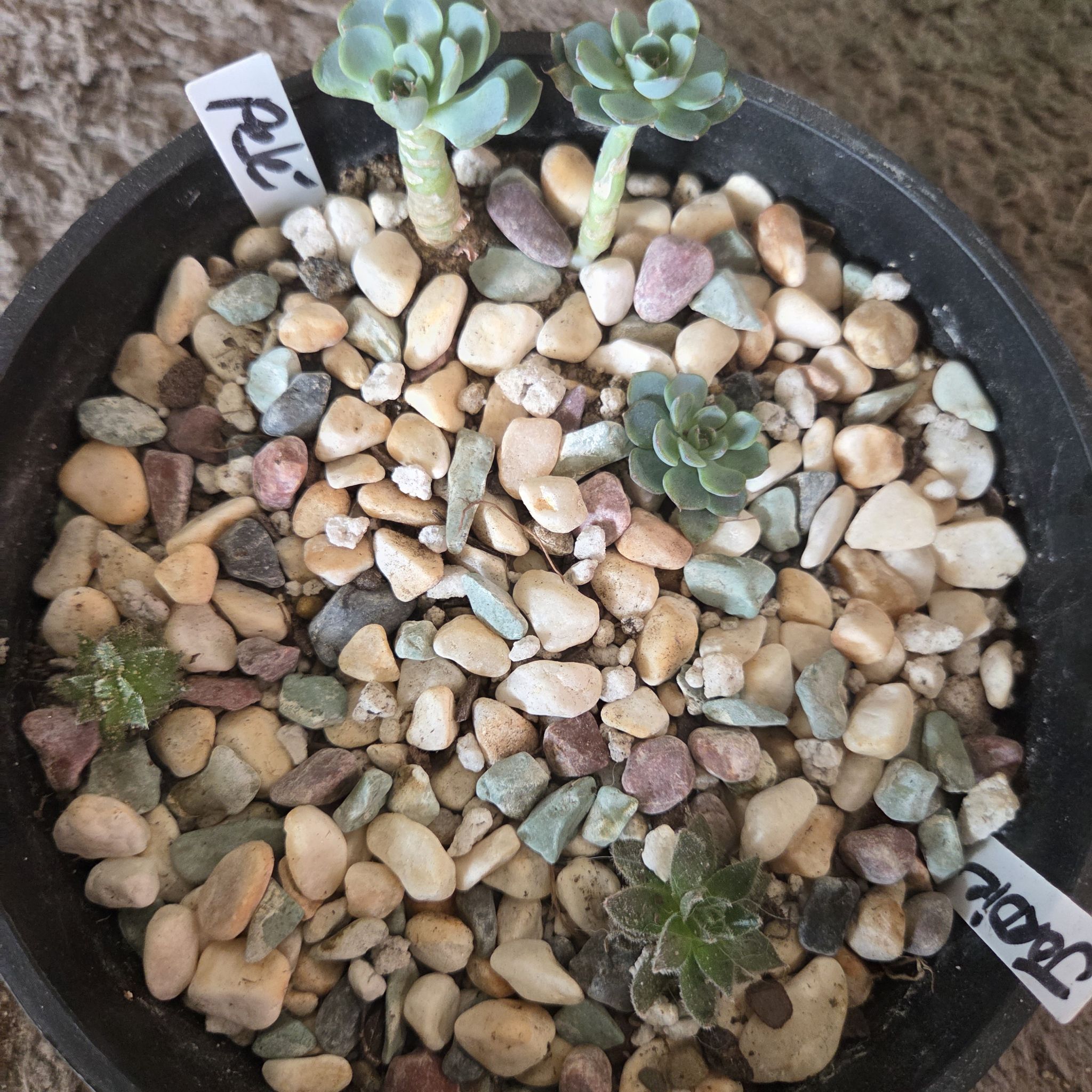 Photo of the plant species Echeveria Minima by @NikkiBplantmom named PELE' on Greg, the plant care app