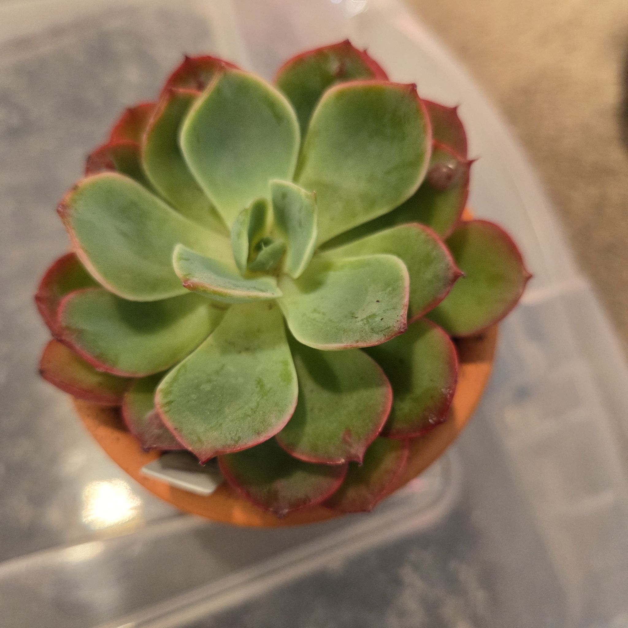 Photo of the plant species Echeveria Raindrops by @NikkiBplantmom named ZUKO on Greg, the plant care app