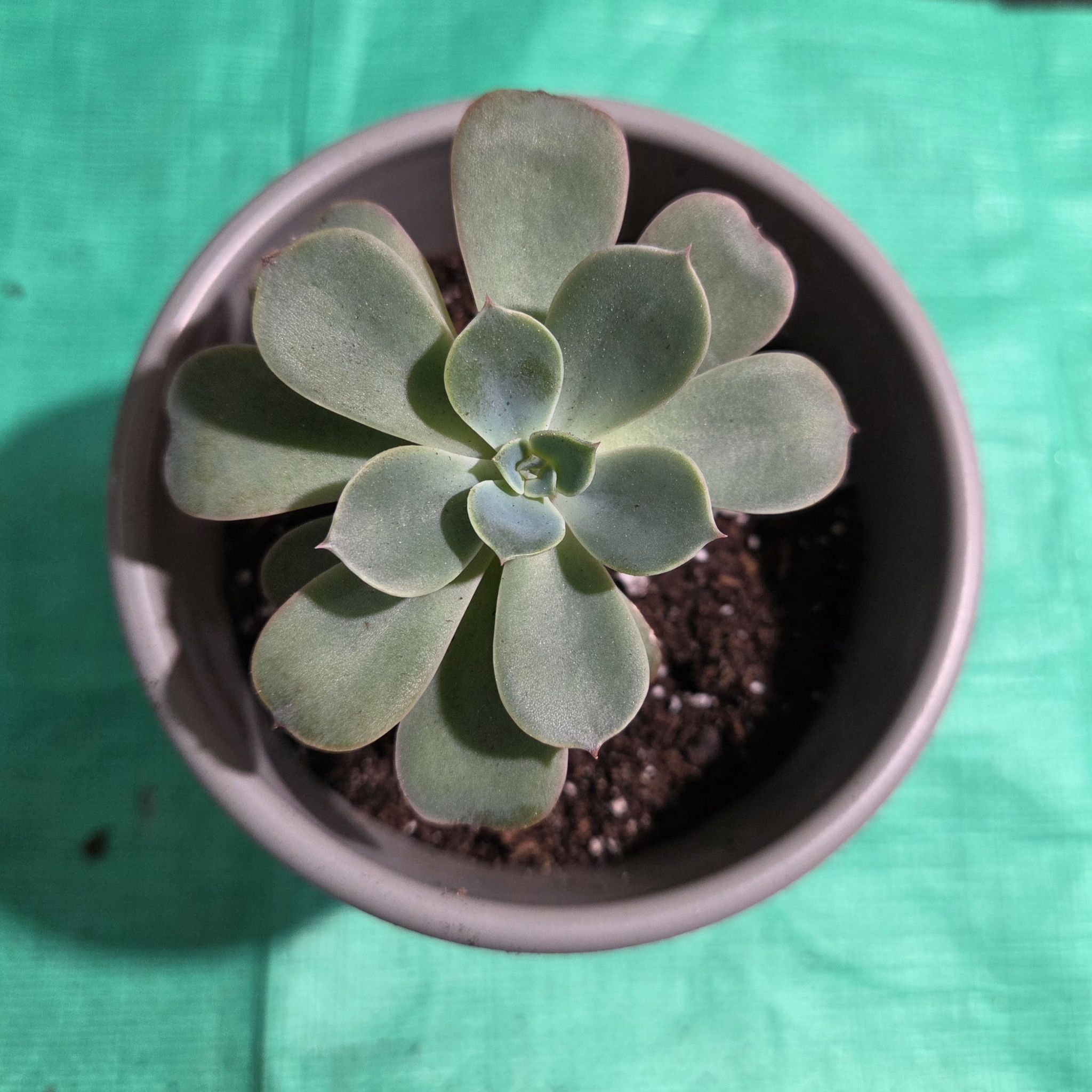 Photo of the plant species Echeveria Raindrops by @NikkiBplantmom named ZUKO on Greg, the plant care app