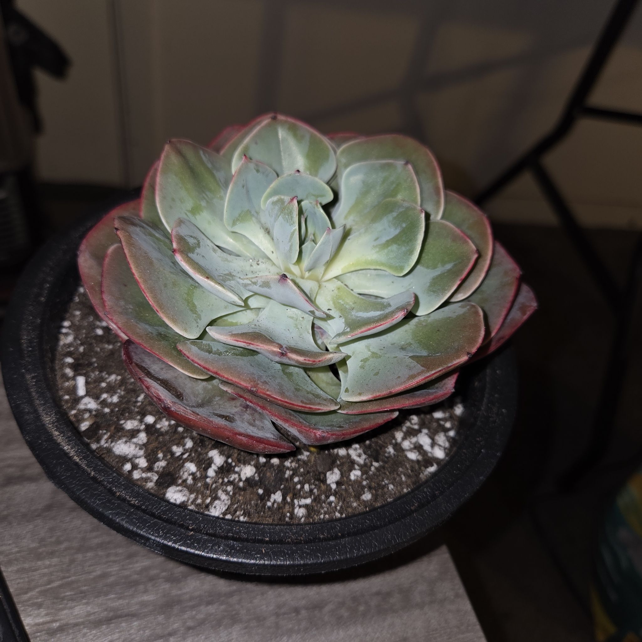 Photo of the plant species Echeveria x imbricata by @NikkiBplantmom named BAPTISTE on Greg, the plant care app