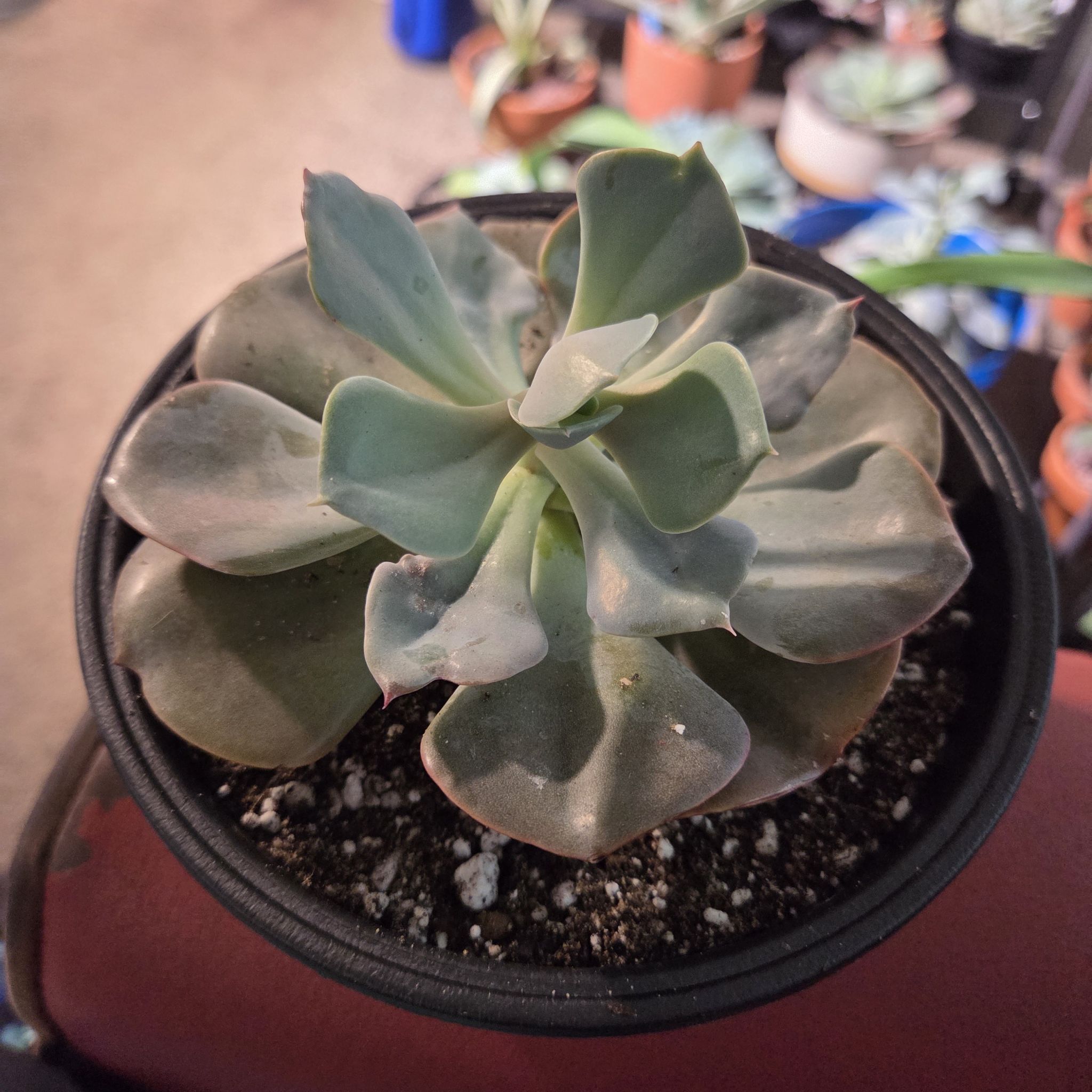 Photo of the plant species Echeveria 'Dusty Rose' by @NikkiBplantmom named SAKU on Greg, the plant care app