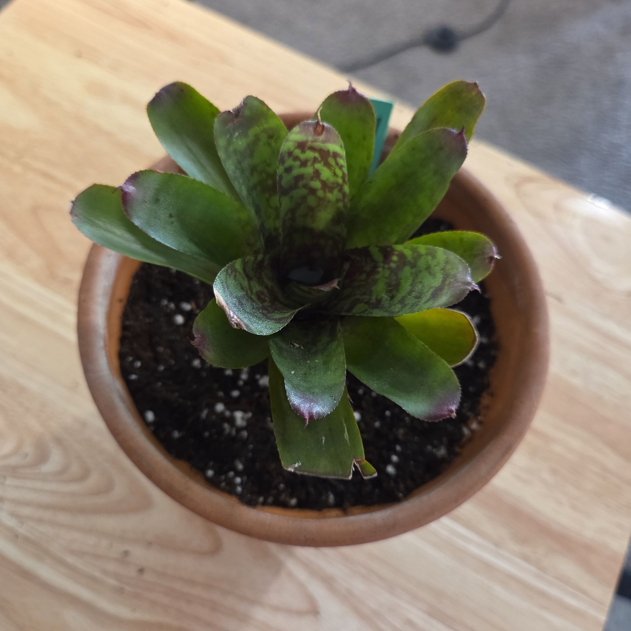 Photo of the plant species Wild Tiger Bromeliad by @NikkiBplantmom named TAIKA on Greg, the plant care app