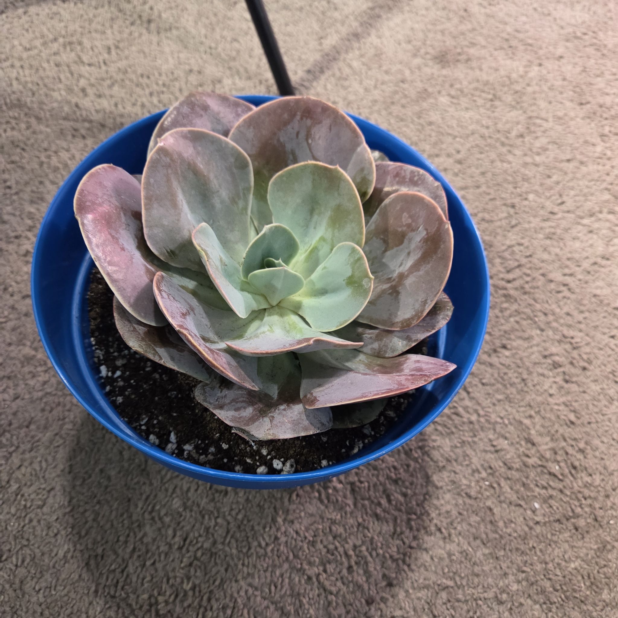 Photo of the plant species Echeveria 'Cream Puff' by @NikkiBplantmom named JANET JACKSON on Greg, the plant care app