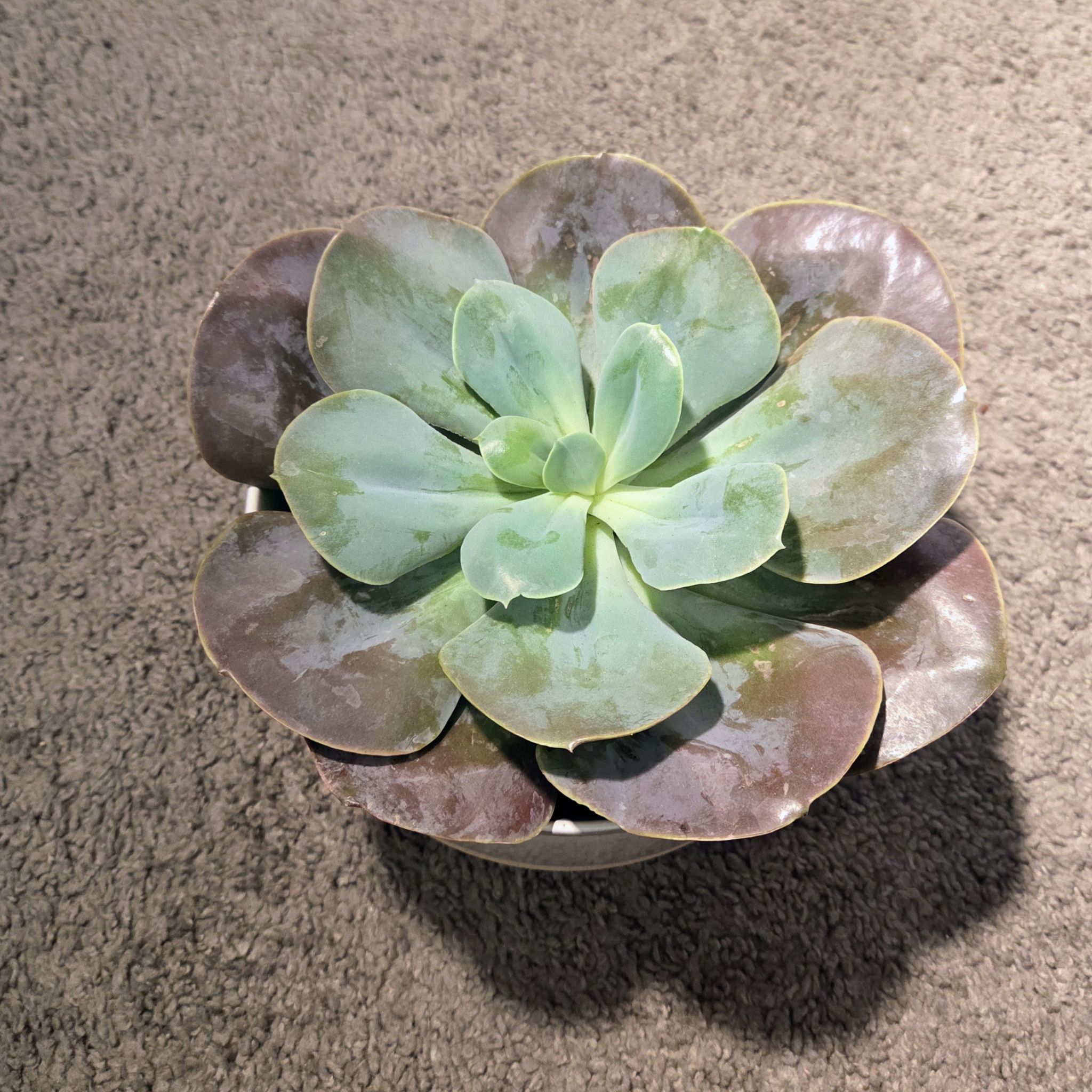 Photo of the plant species Echeveria 'Cream Puff' by @NikkiBplantmom named JANET JACKSON on Greg, the plant care app