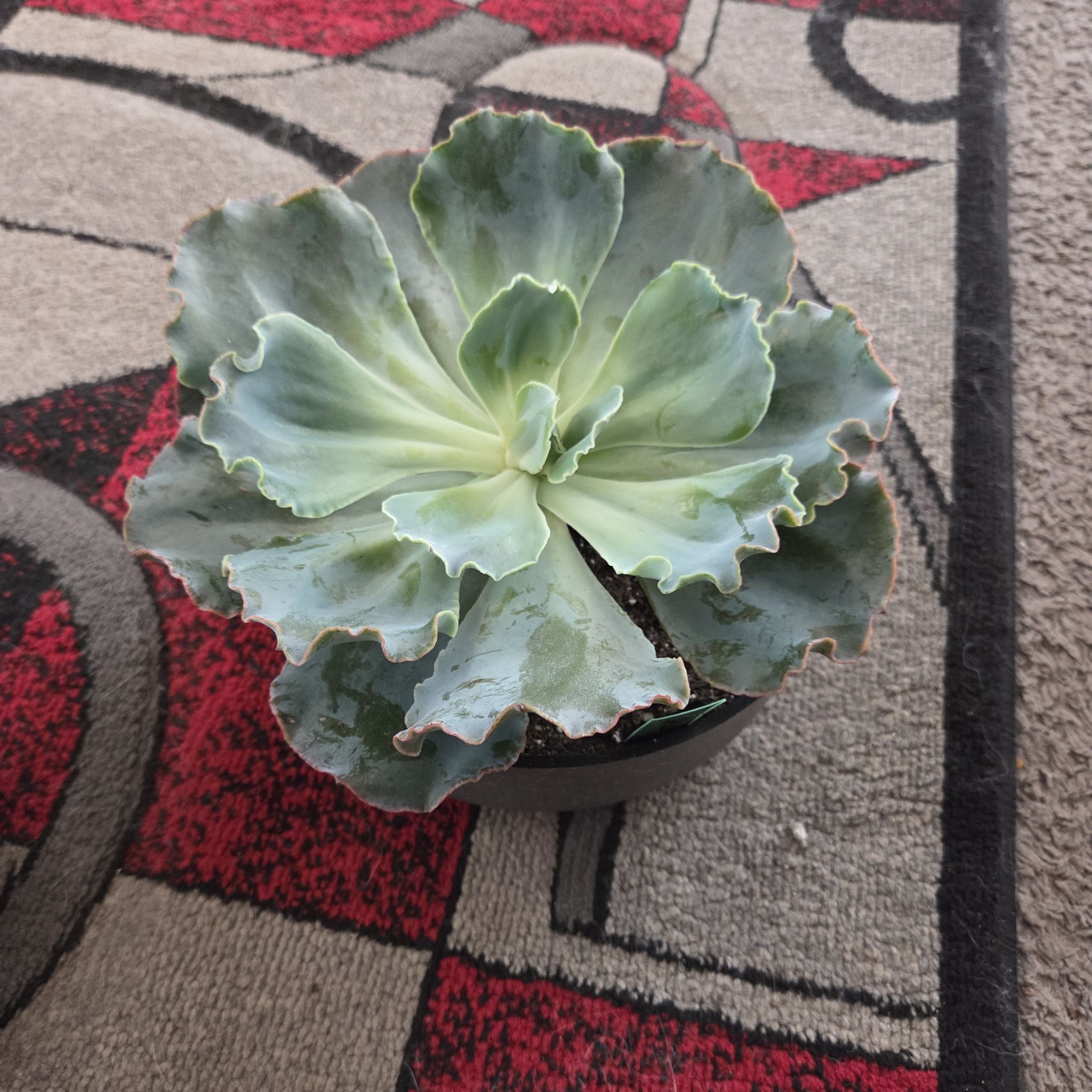 Photo of the plant species Echeveria 'Sahara' by @NikkiBplantmom named SAHARA on Greg, the plant care app