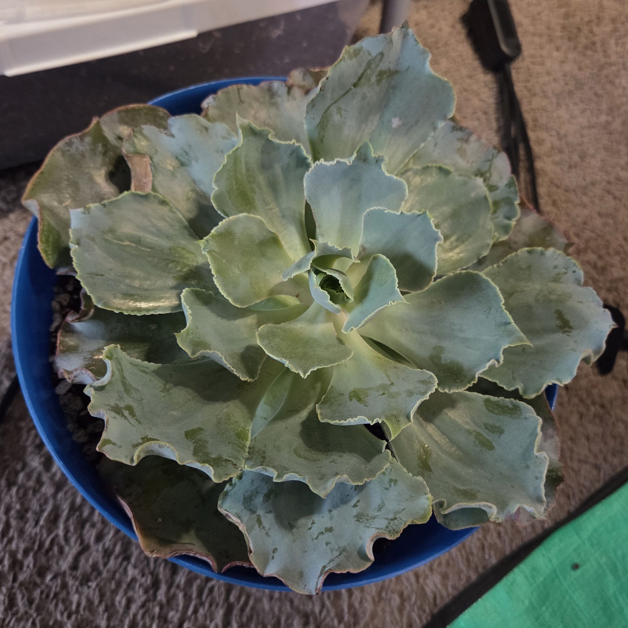 Photo of the plant species Echeveria 'Andromeda' by @NikkiBplantmom named ANDROMEDA on Greg, the plant care app