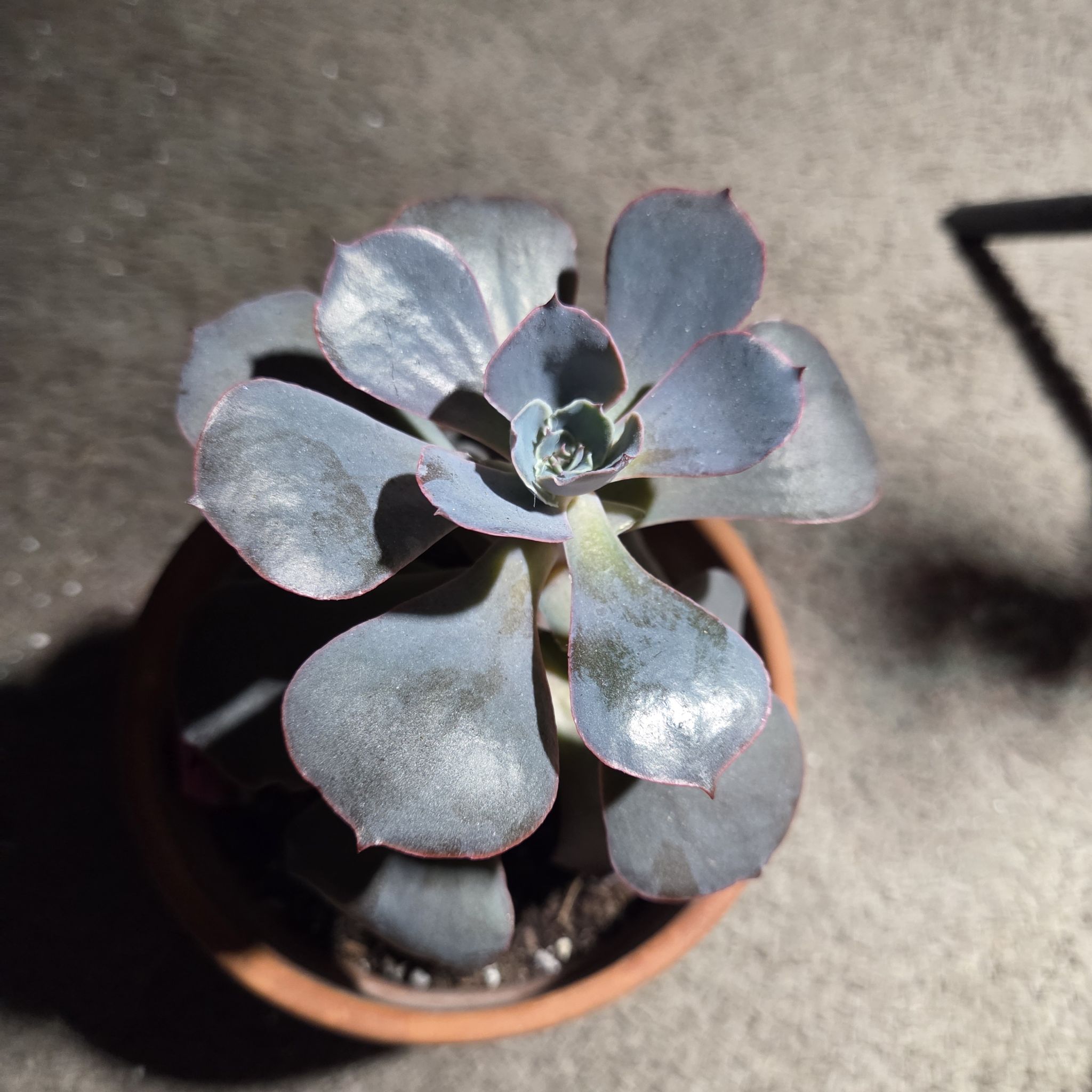 Photo of the plant species Echeveria 'Andromeda' by @NikkiBplantmom named ANDROMEDA on Greg, the plant care app