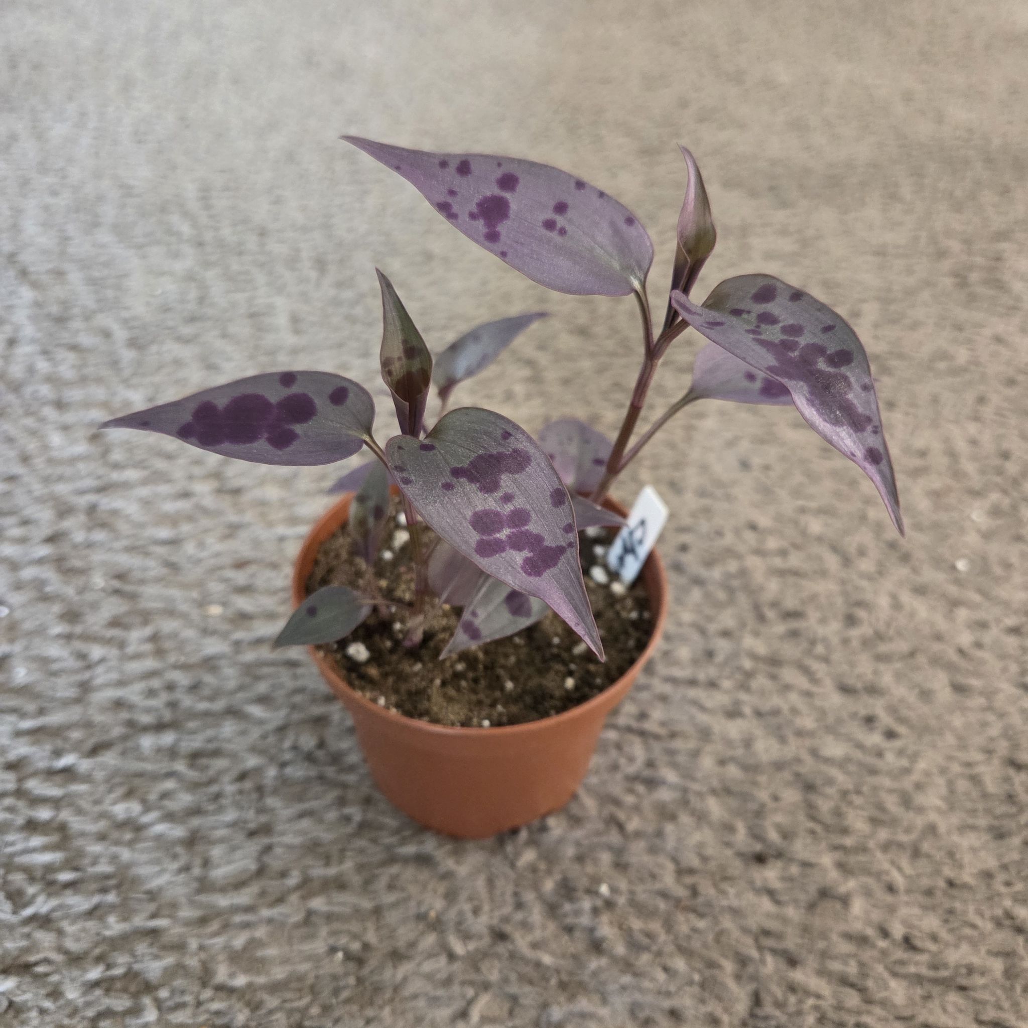 Photo of the plant species Tinantia 'Panther' by @NikkiBplantmom named CHANCE on Greg, the plant care app