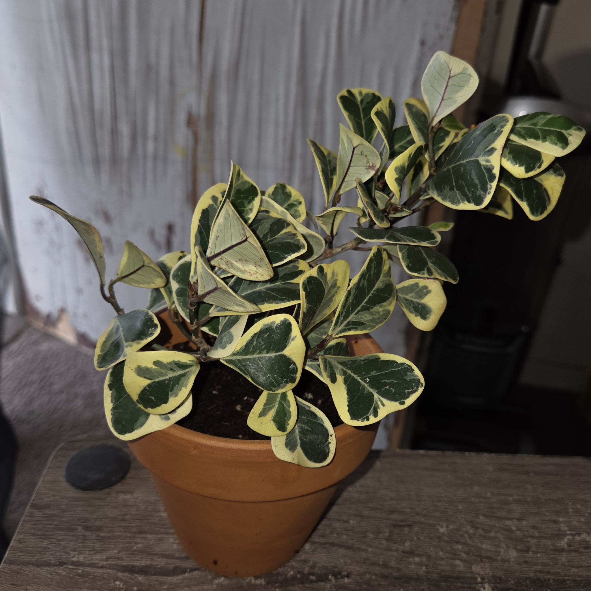 Photo of the plant species Ficus Triangularis by @NikkiBplantmom named HARLEM on Greg, the plant care app