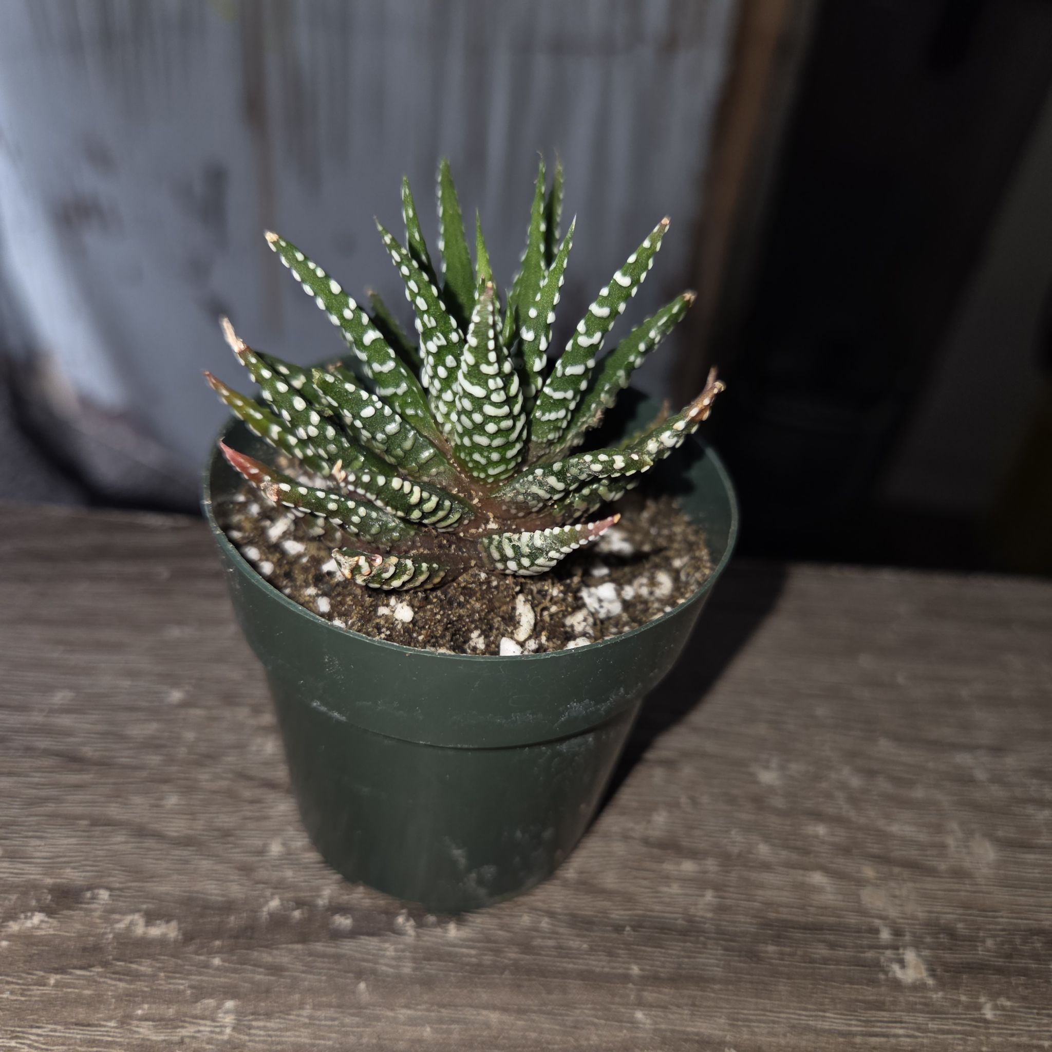 Photo of the plant species Super Zebra Haworthia by @NikkiBplantmom named ZO on Greg, the plant care app