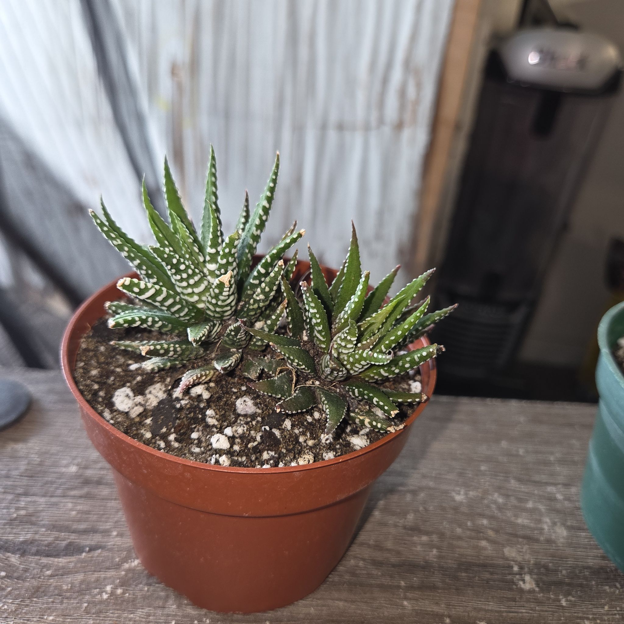 Photo of the plant species Super Zebra Haworthia by @NikkiBplantmom named ZAMIR on Greg, the plant care app