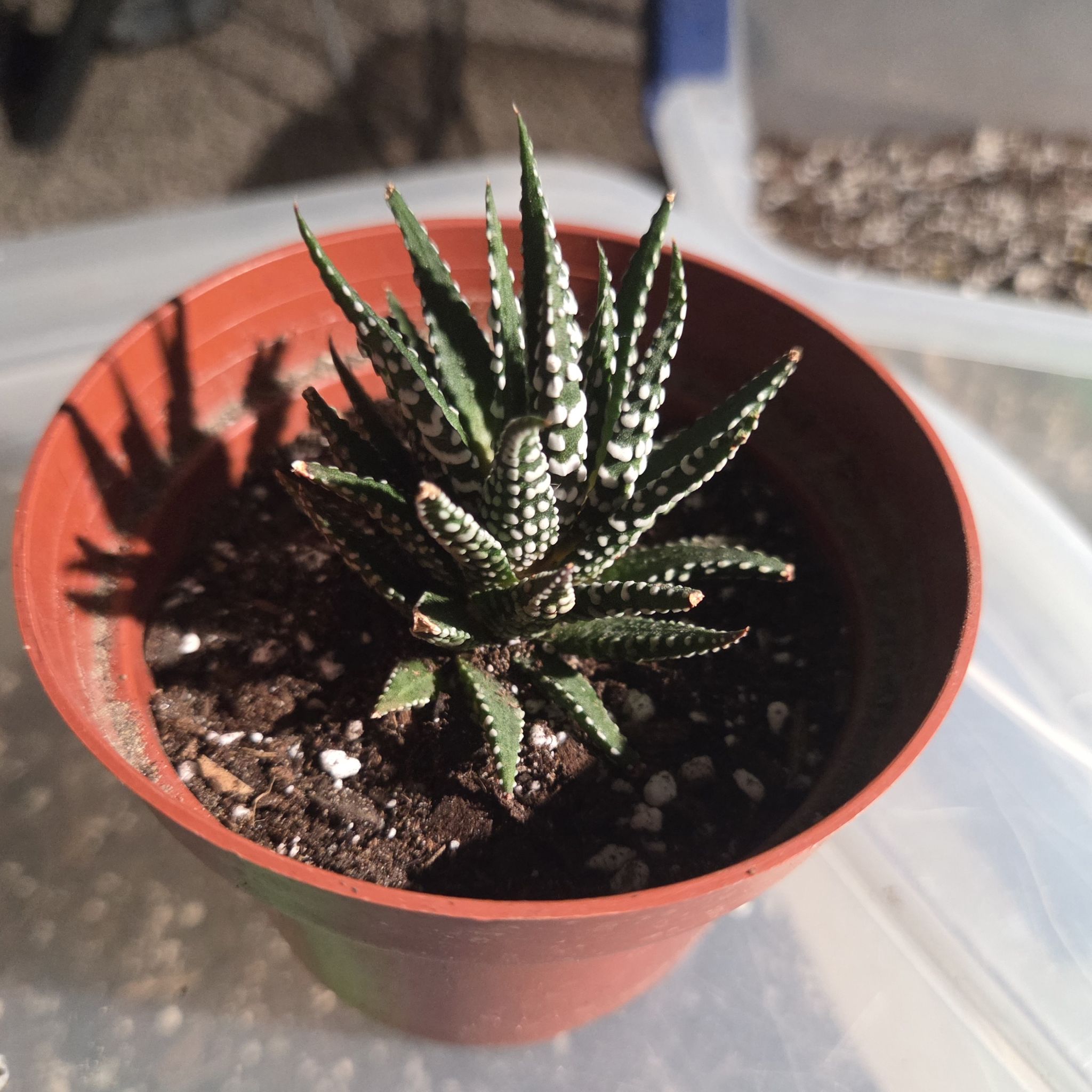 Photo of the plant species Super Zebra Haworthia by @NikkiBplantmom named ZAMIR on Greg, the plant care app