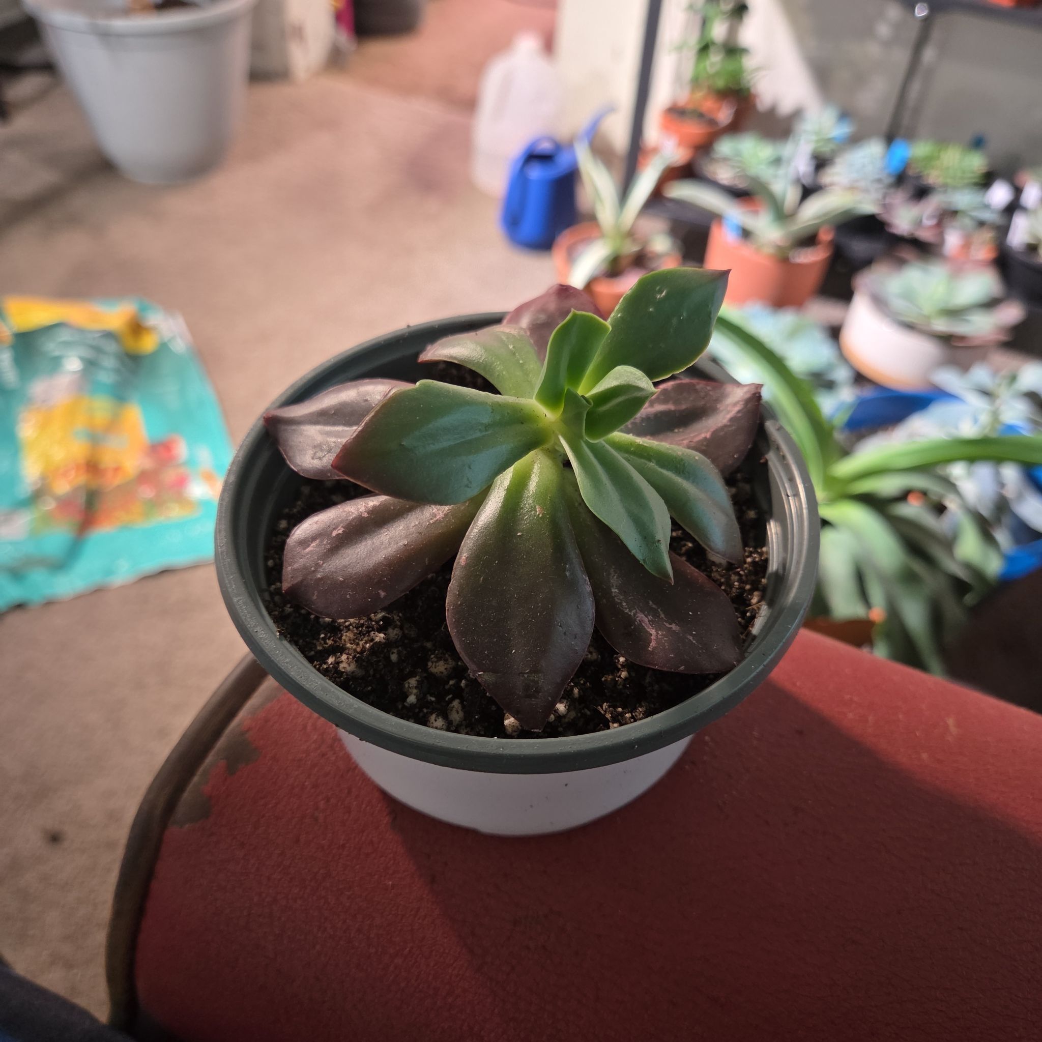 Photo of the plant species Echeveria 'Autumn Flame' by @NikkiBplantmom named SCARLETT on Greg, the plant care app