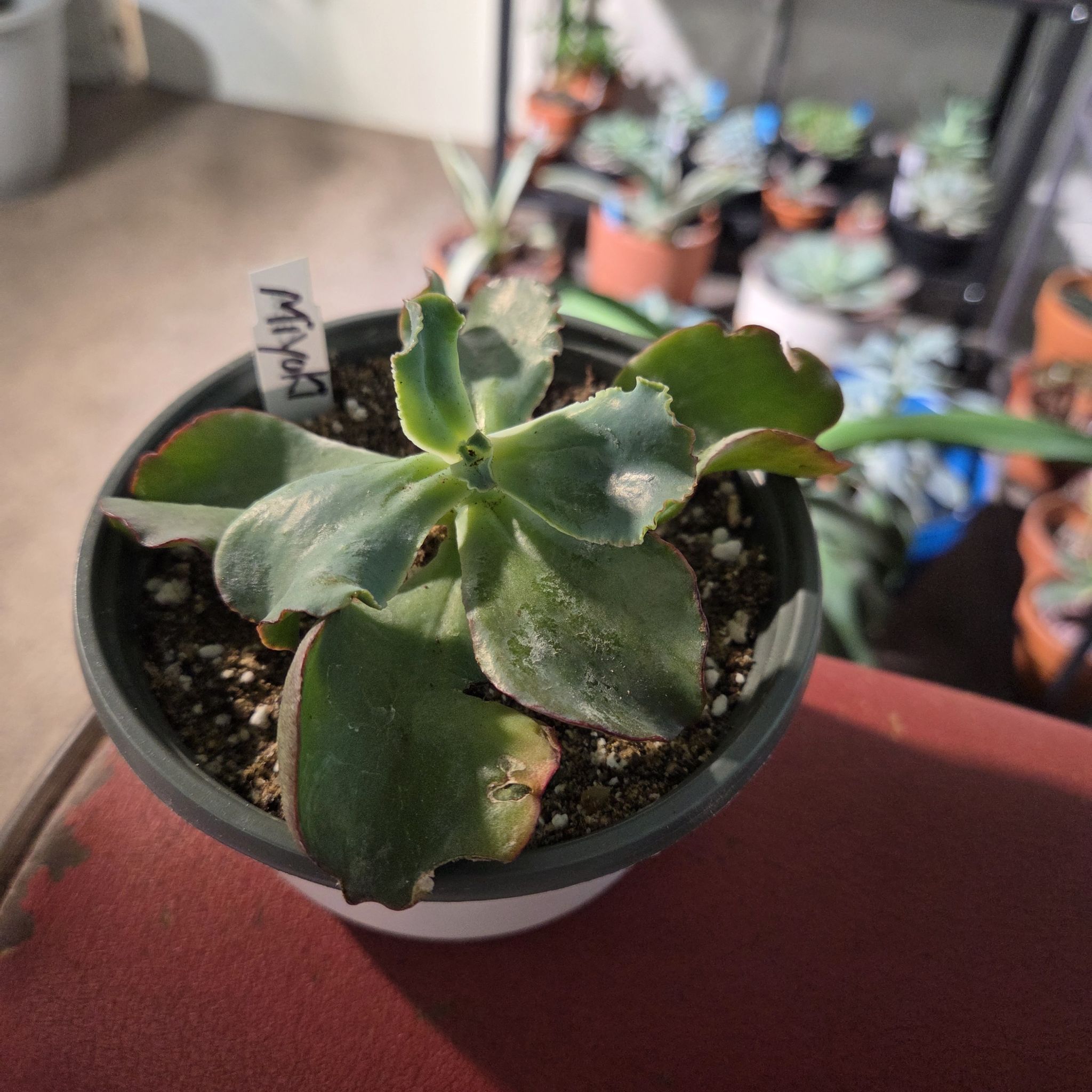 Photo of the plant species Echeveria Dick's Pink by @NikkiBplantmom named MIYOKI on Greg, the plant care app