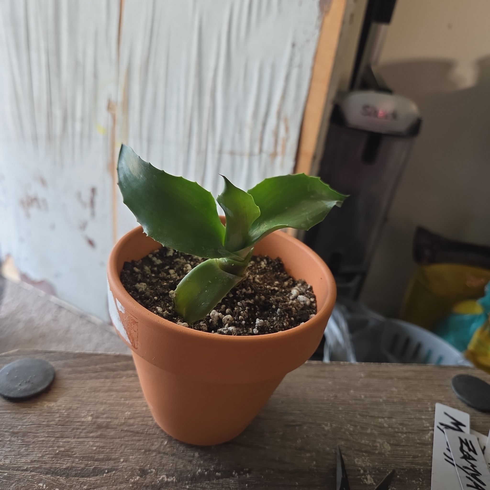 Photo of the plant species Mangave 'Permanent Wave' by @NikkiBplantmom named TAKAANI on Greg, the plant care app
