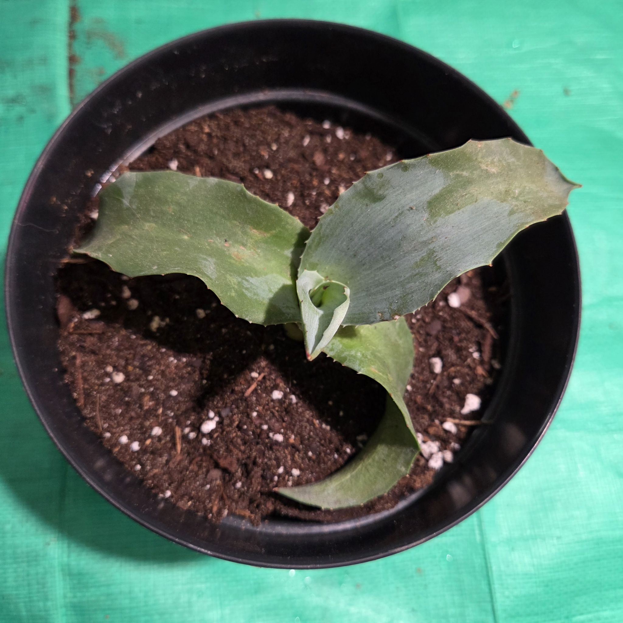 Photo of the plant species Mangave 'Permanent Wave' by @NikkiBplantmom named TAKAANI on Greg, the plant care app