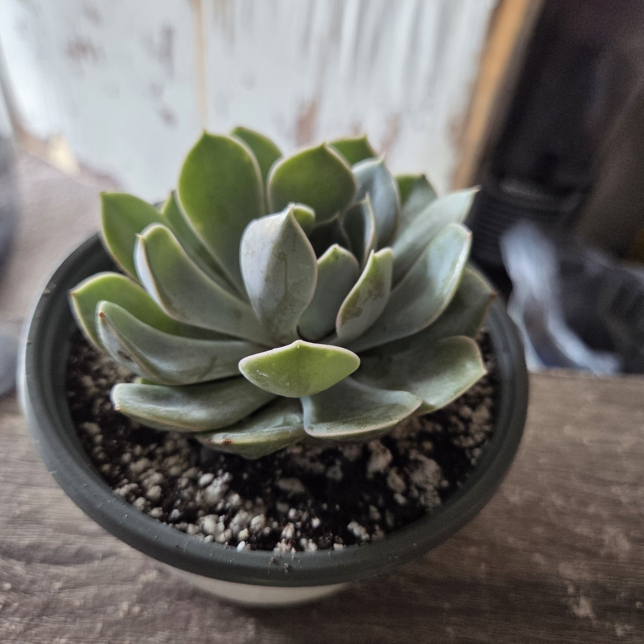 Photo of the plant species Echeveria 'Grande Cinza' by @NikkiBplantmom named NIKITA on Greg, the plant care app