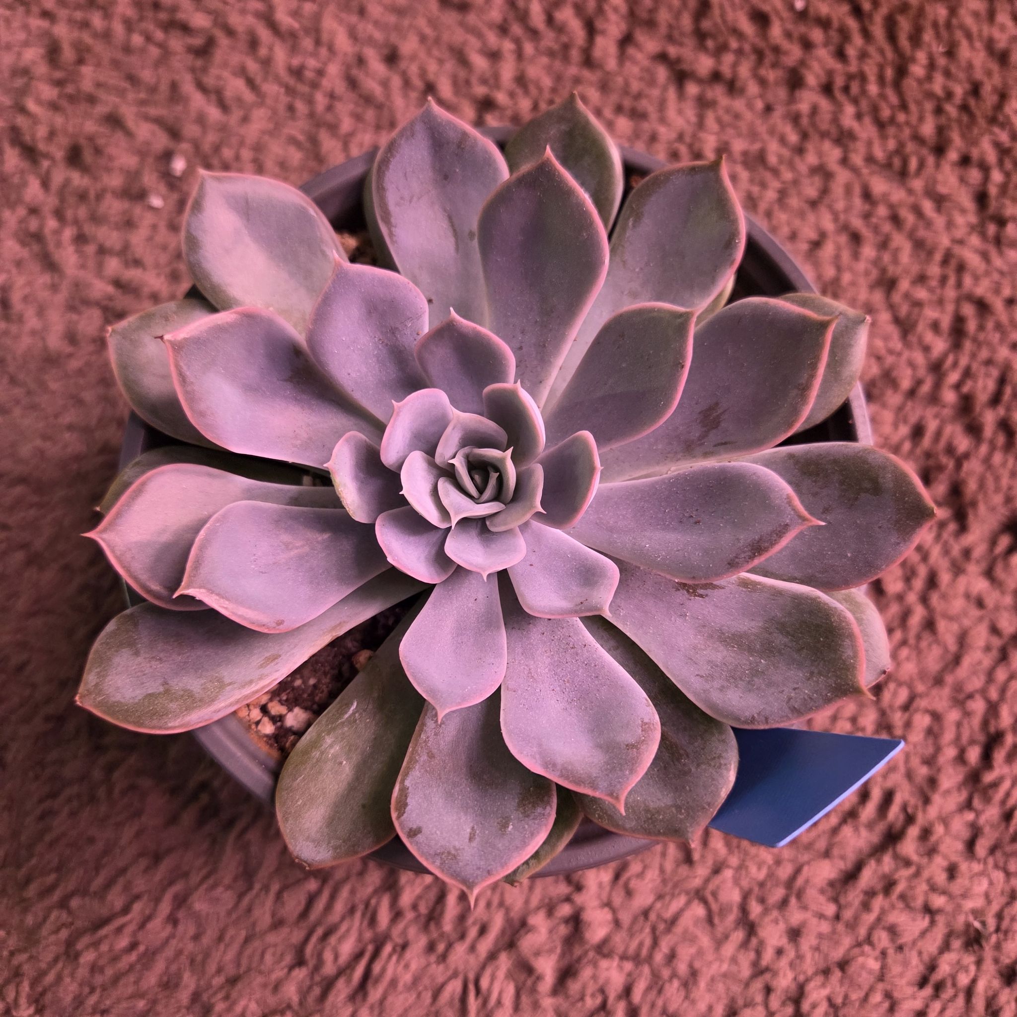 Photo of the plant species Echeveria 'Grande Cinza' by @NikkiBplantmom named NIKITA on Greg, the plant care app