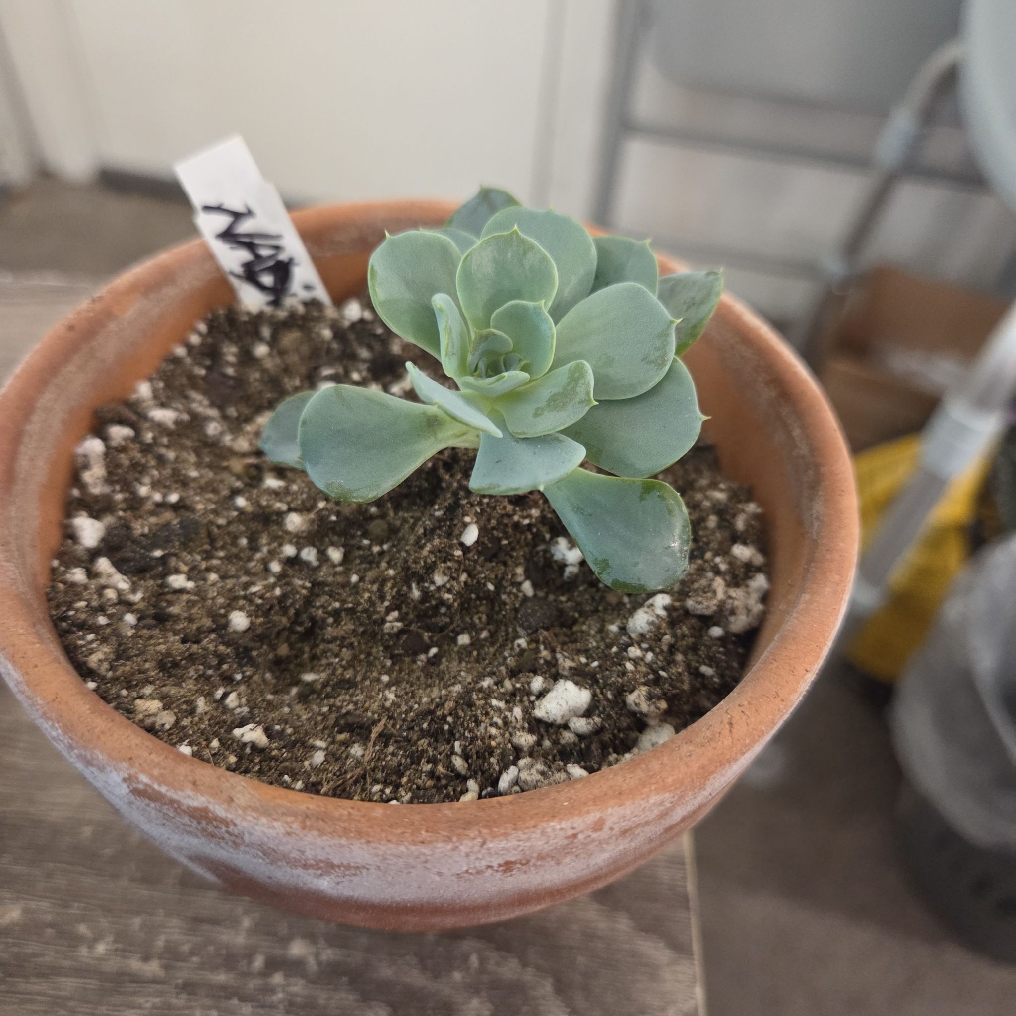 Photo of the plant species Echeveria Galaxy Blue by @NikkiBplantmom named NADIA on Greg, the plant care app
