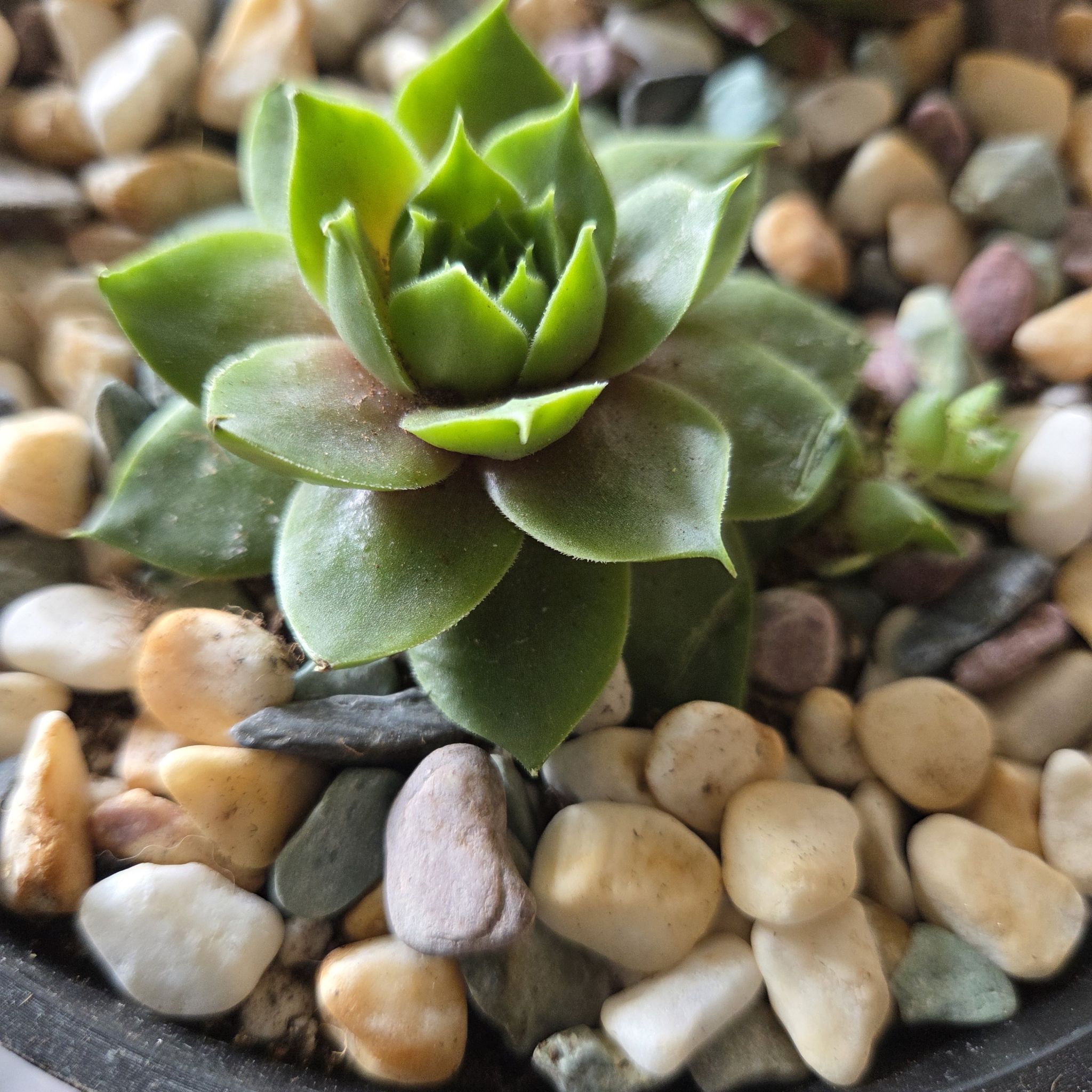 Photo of the plant species Sempervivum 'Ruby Lime' by @NikkiBplantmom named JORDIE on Greg, the plant care app
