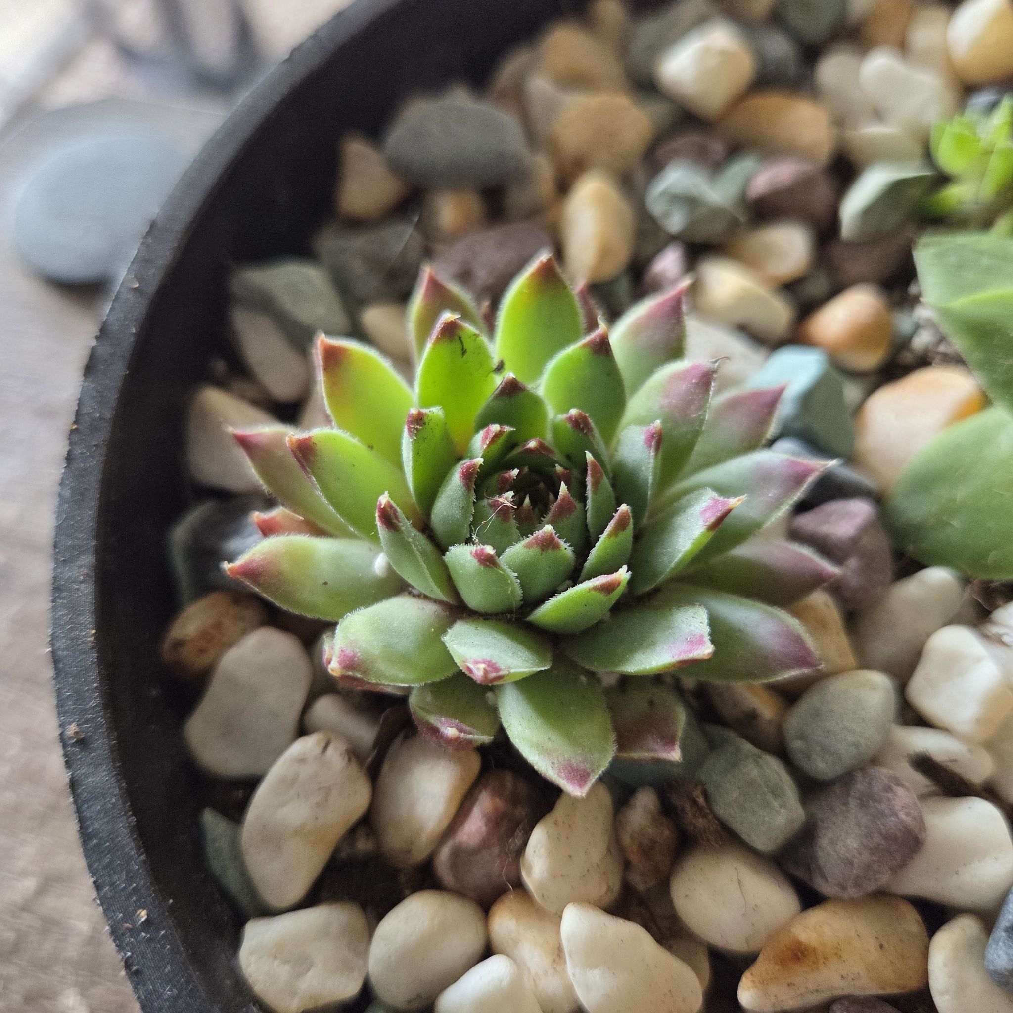 Photo of the plant species Sempervivum calcareum by @NikkiBplantmom named RAKIM on Greg, the plant care app
