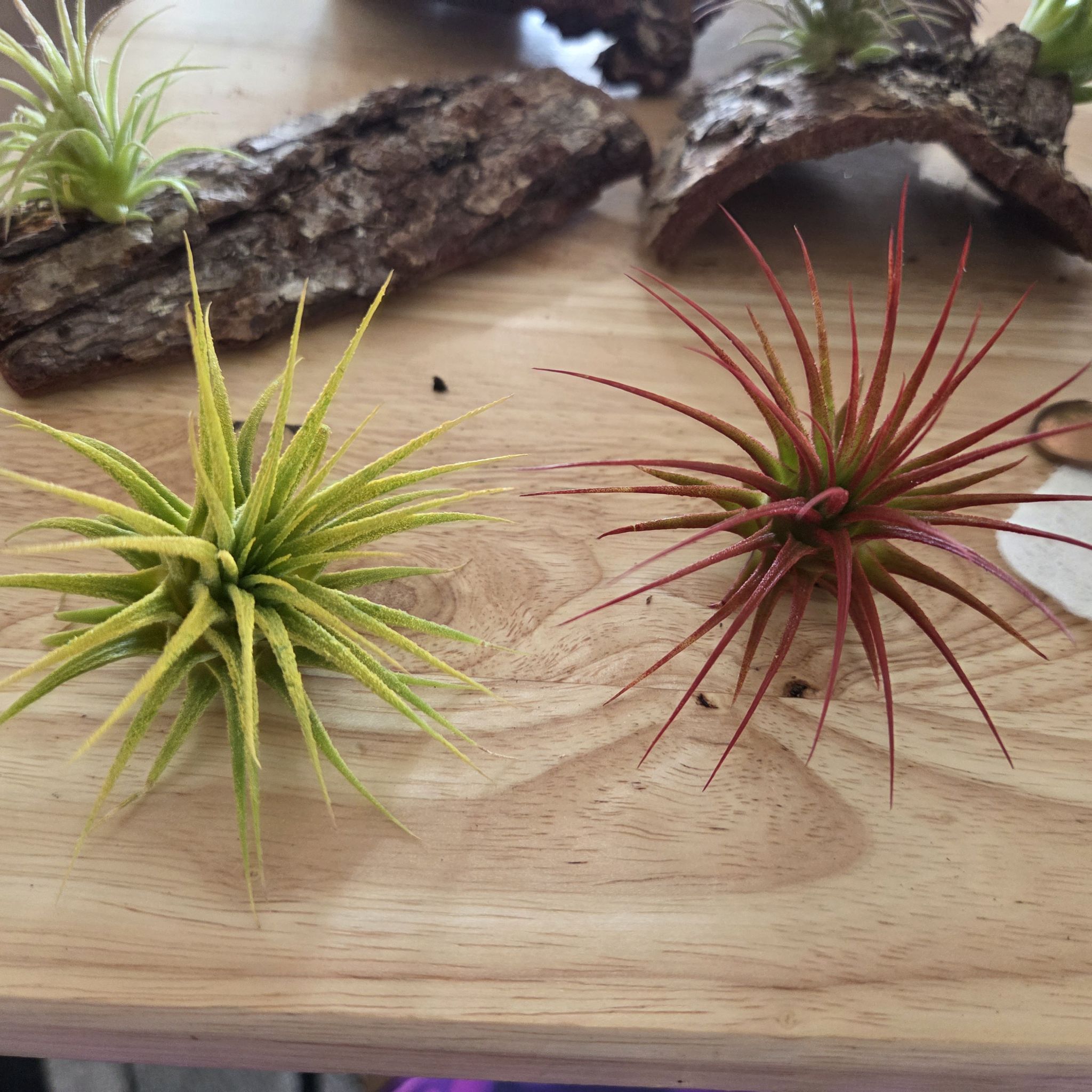 Photo of the plant species Tillandsia ionantha 'Guatemala' by @NikkiBplantmom named CHIQUITA & REDD on Greg, the plant care app