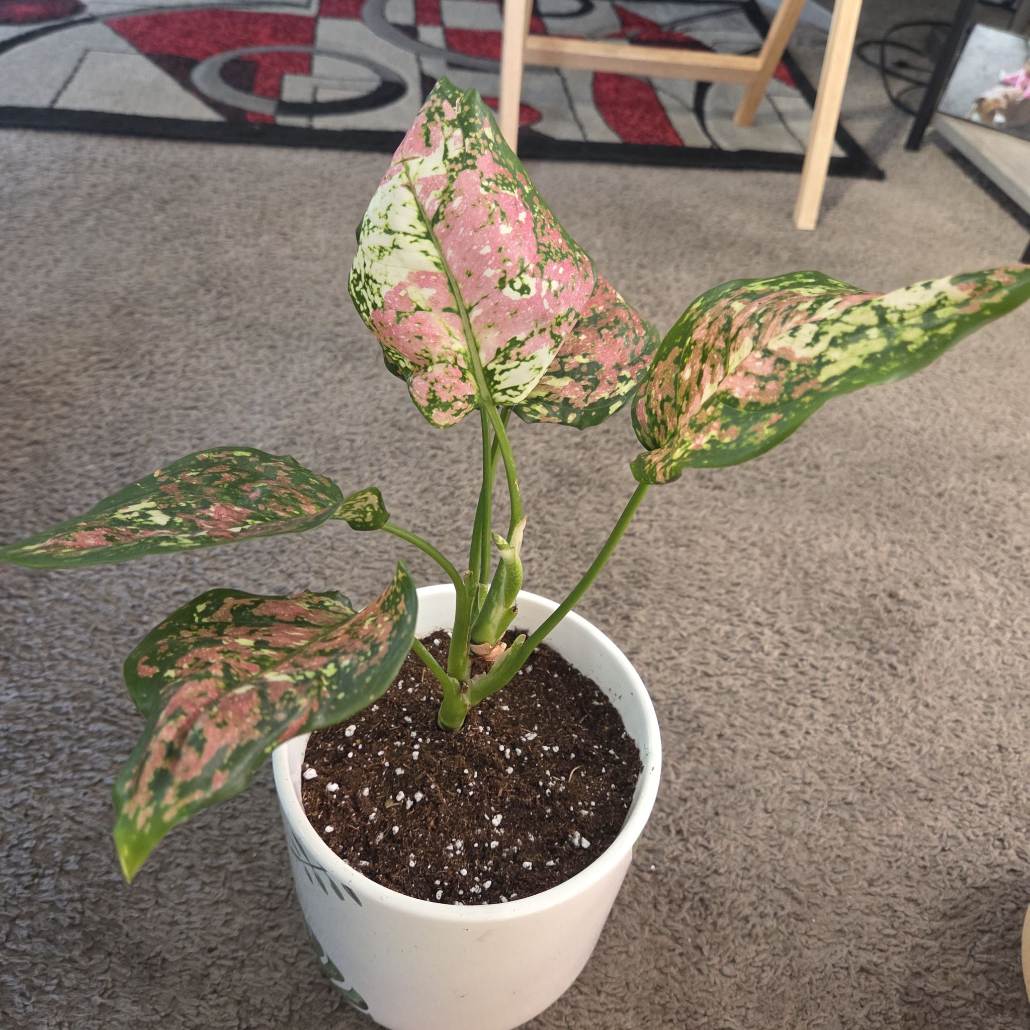 Photo of the plant species Aglaonema 'Anyamanee Tricolor' by @NikkiBplantmom named WHOOPI GOLDBERG on Greg, the plant care app