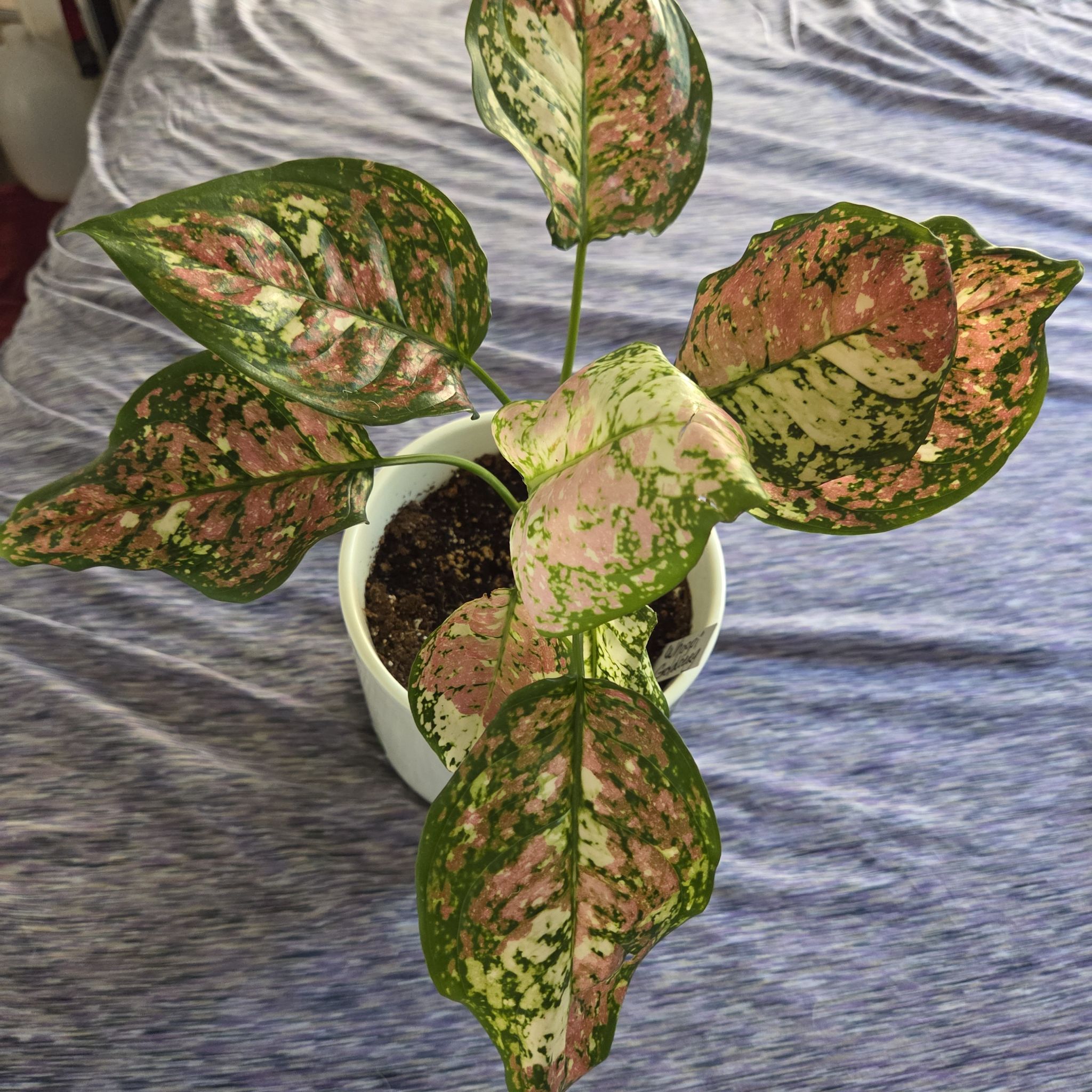Photo of the plant species Aglaonema 'Anyamanee Tricolor' by @NikkiBplantmom named WHOOPI GOLDBERG on Greg, the plant care app