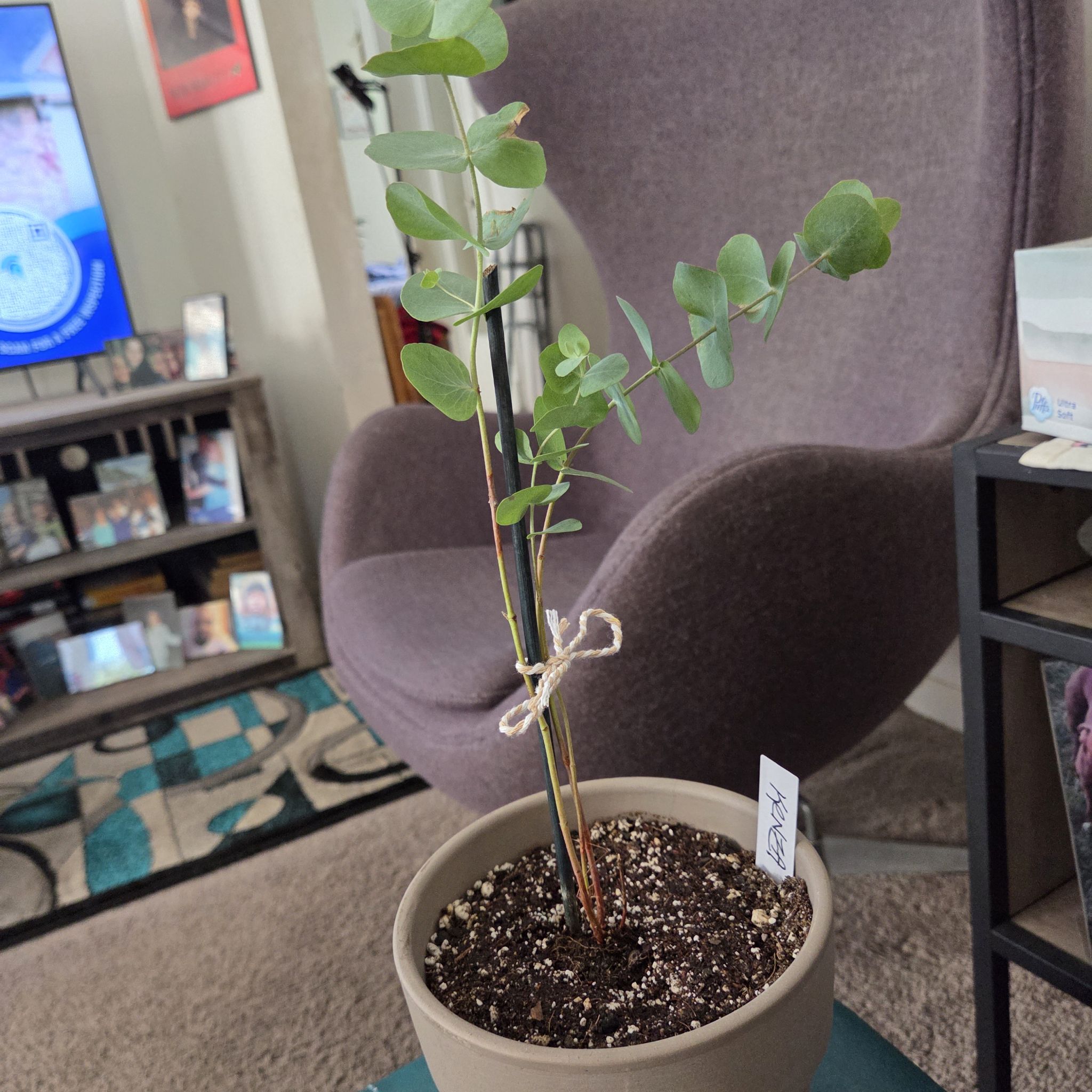 Photo of the plant species Silver Dollar Tree by @NikkiBplantmom named KENZA on Greg, the plant care app