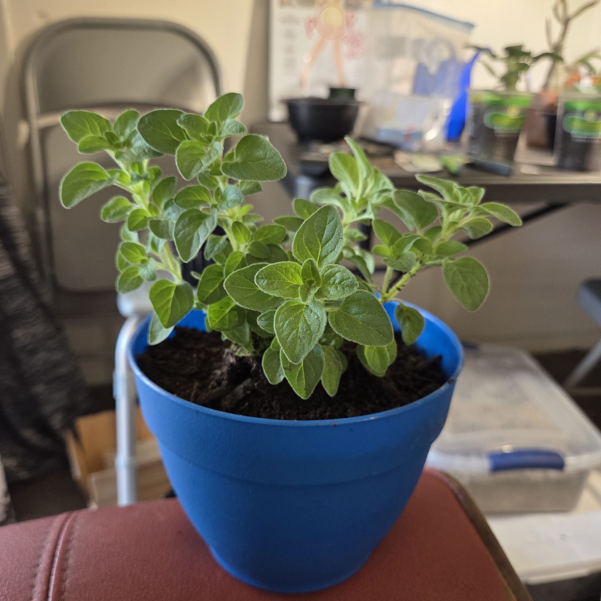 Photo of the plant species Greek Oregano by @NikkiBplantmom named OZONI on Greg, the plant care app