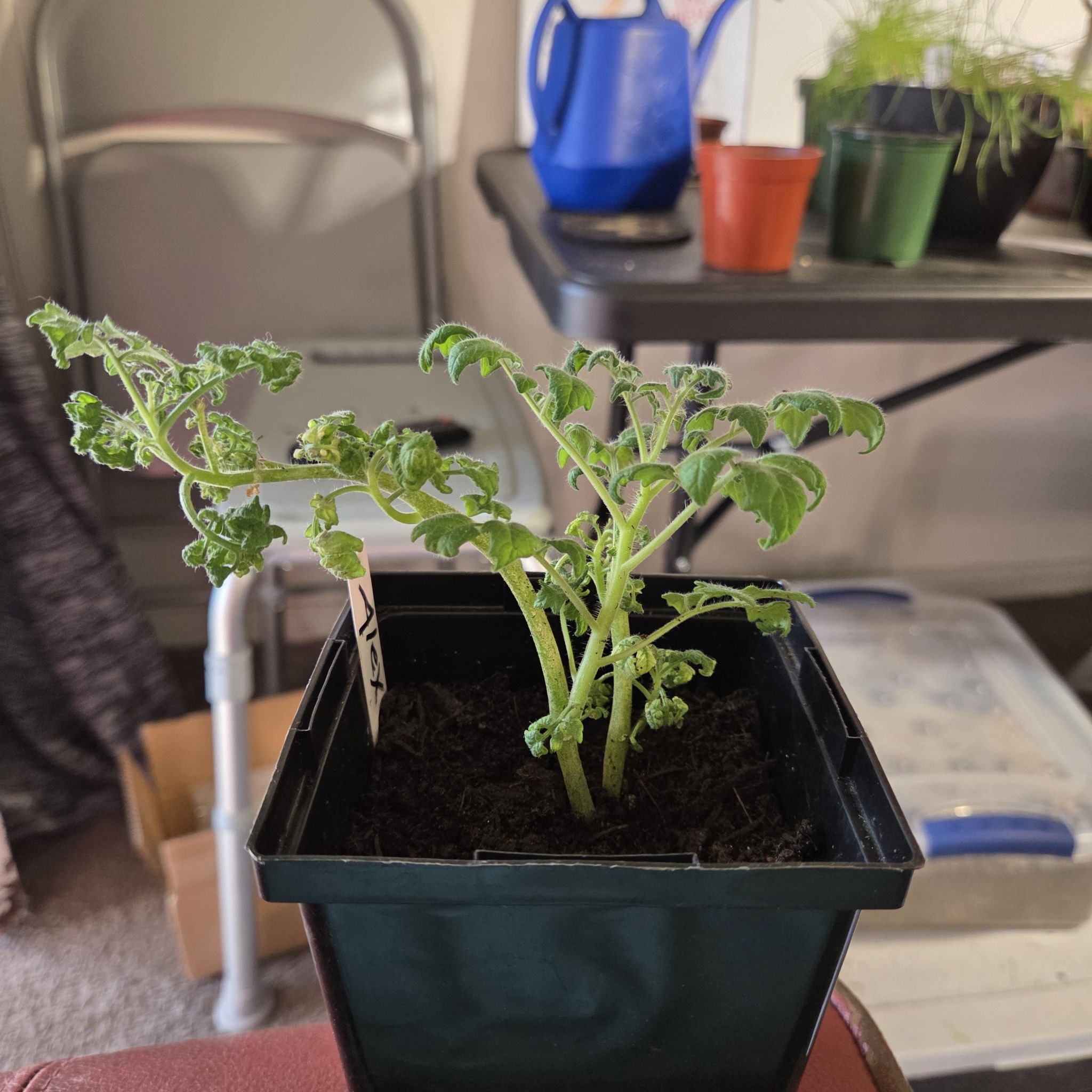 Photo of the plant species SunSugar Tomato by @NikkiBplantmom named ALEX G. on Greg, the plant care app