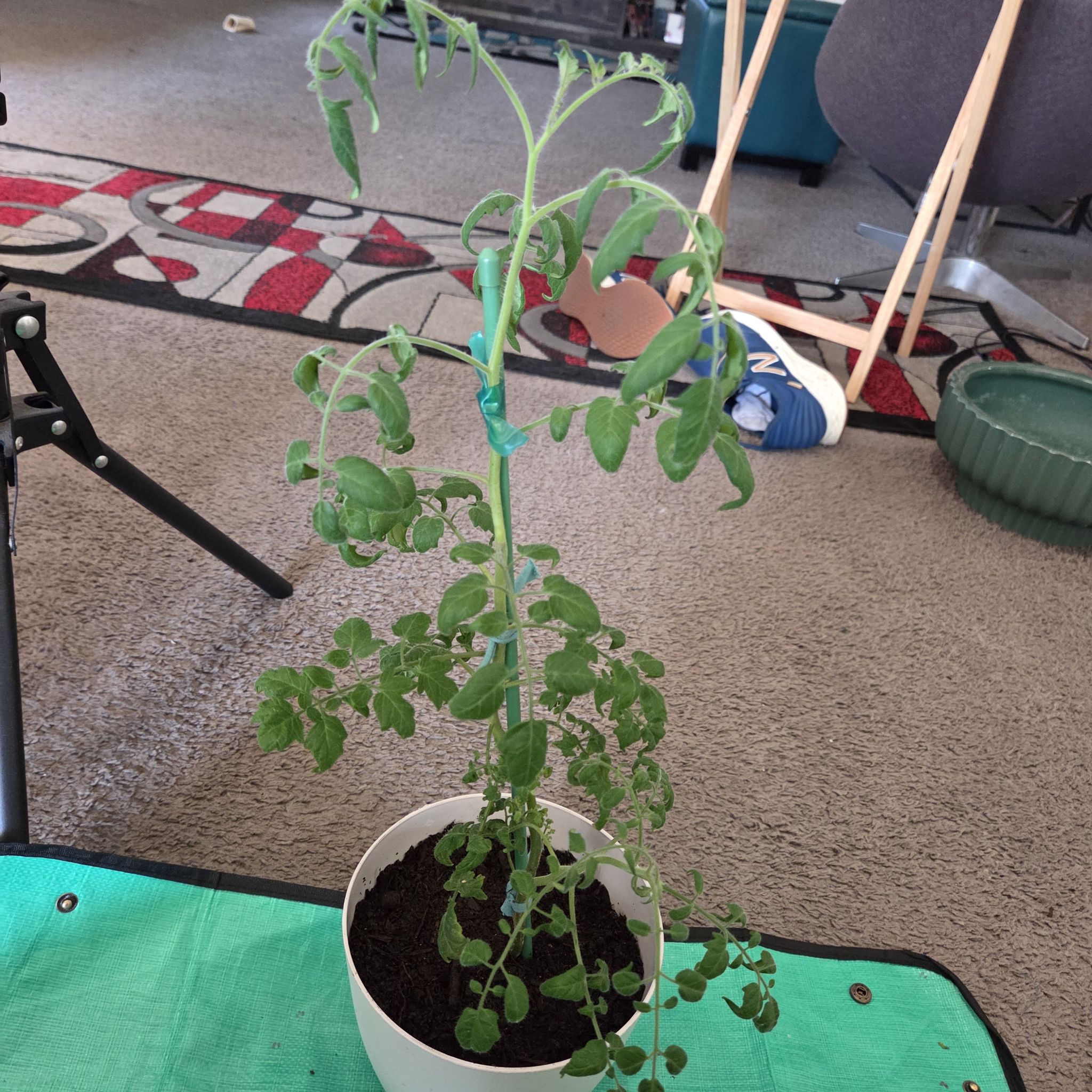 Photo of the plant species SunSugar Tomato by @NikkiBplantmom named GIANNI on Greg, the plant care app