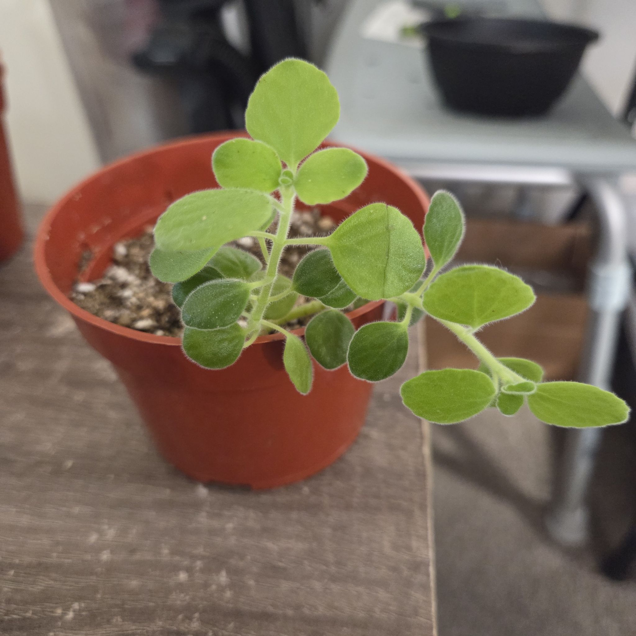 Photo of the plant species Vick's Plant by @NikkiBplantmom named TAI on Greg, the plant care app
