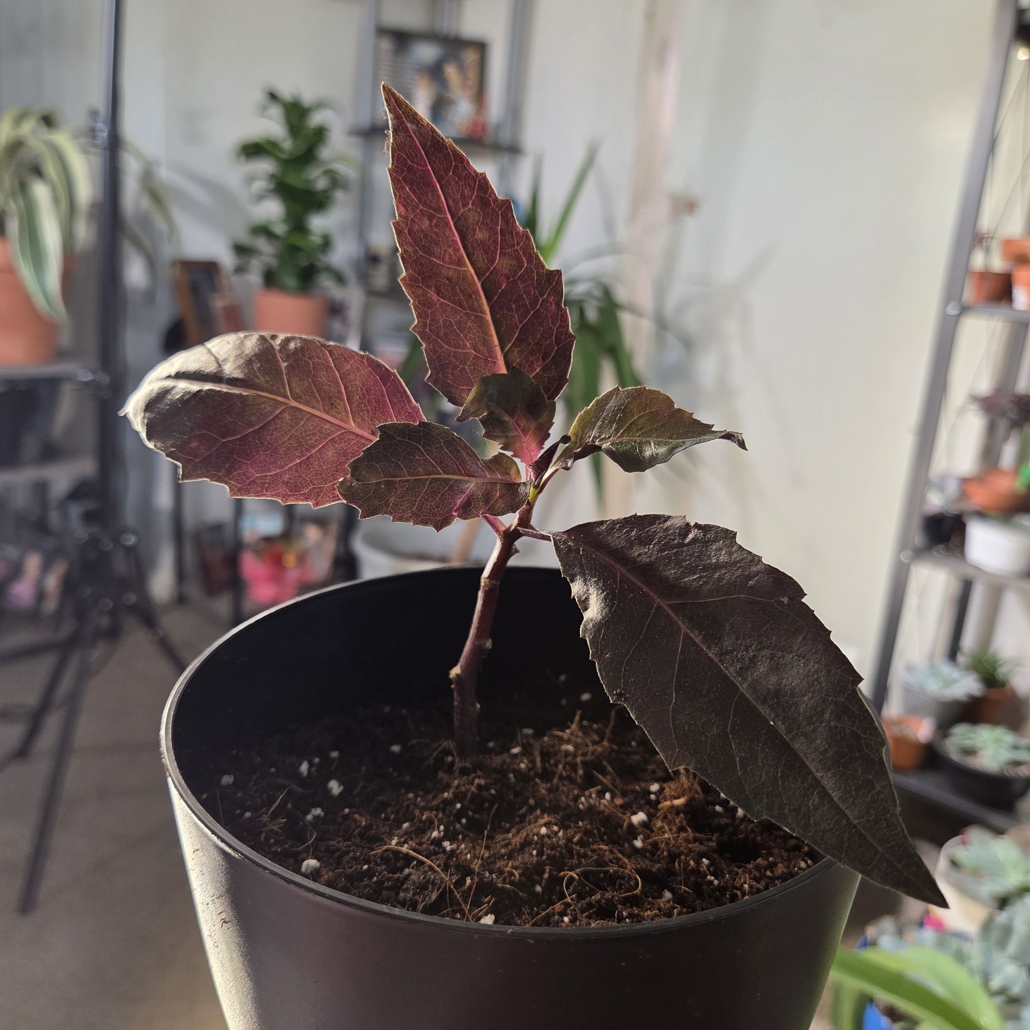 Photo of the plant species Okinawa Spinach by @NikkiBplantmom named SEDONA on Greg, the plant care app