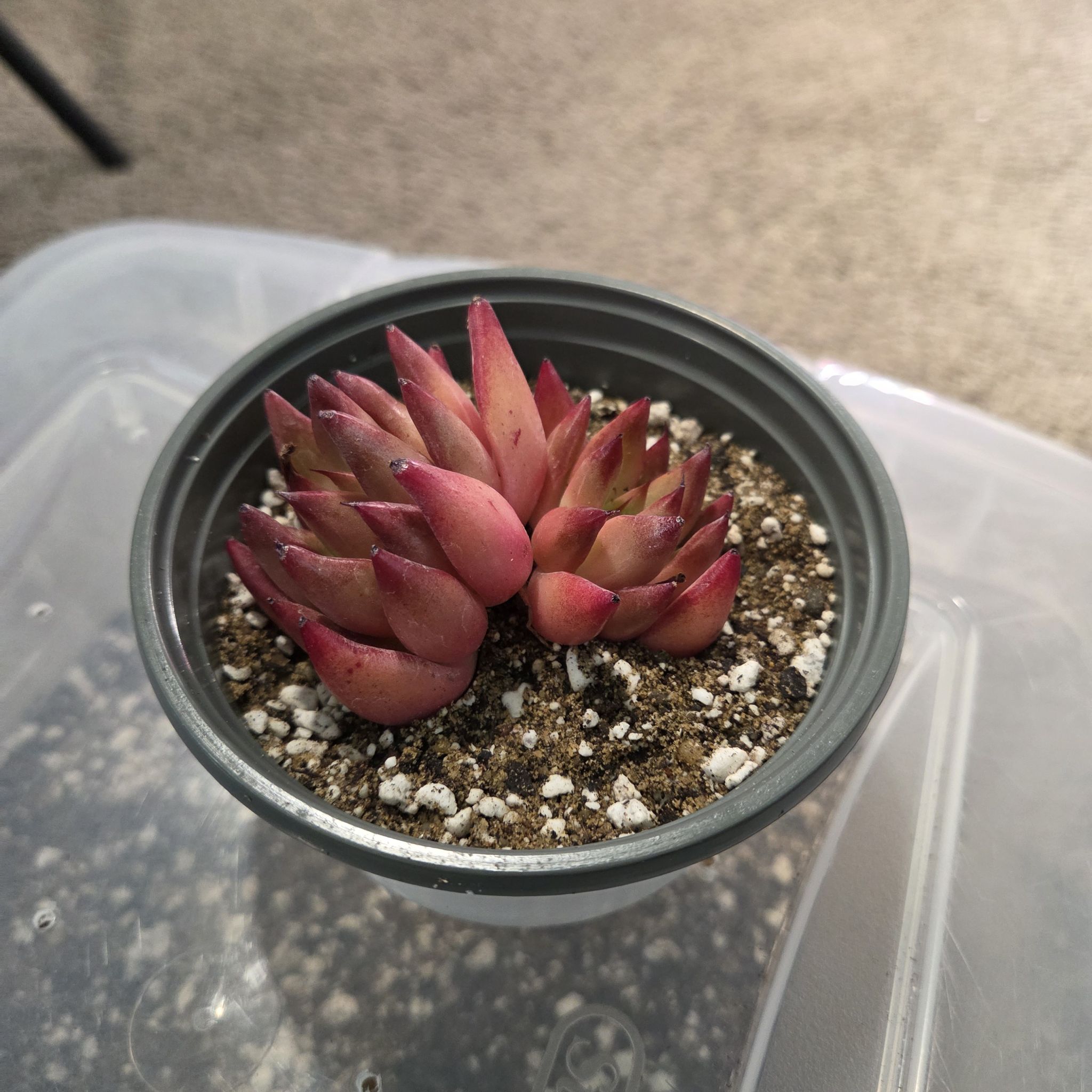 Photo of the plant species echeveria agavoides frank reinelt by @NikkiBplantmom named FRANKIE on Greg, the plant care app