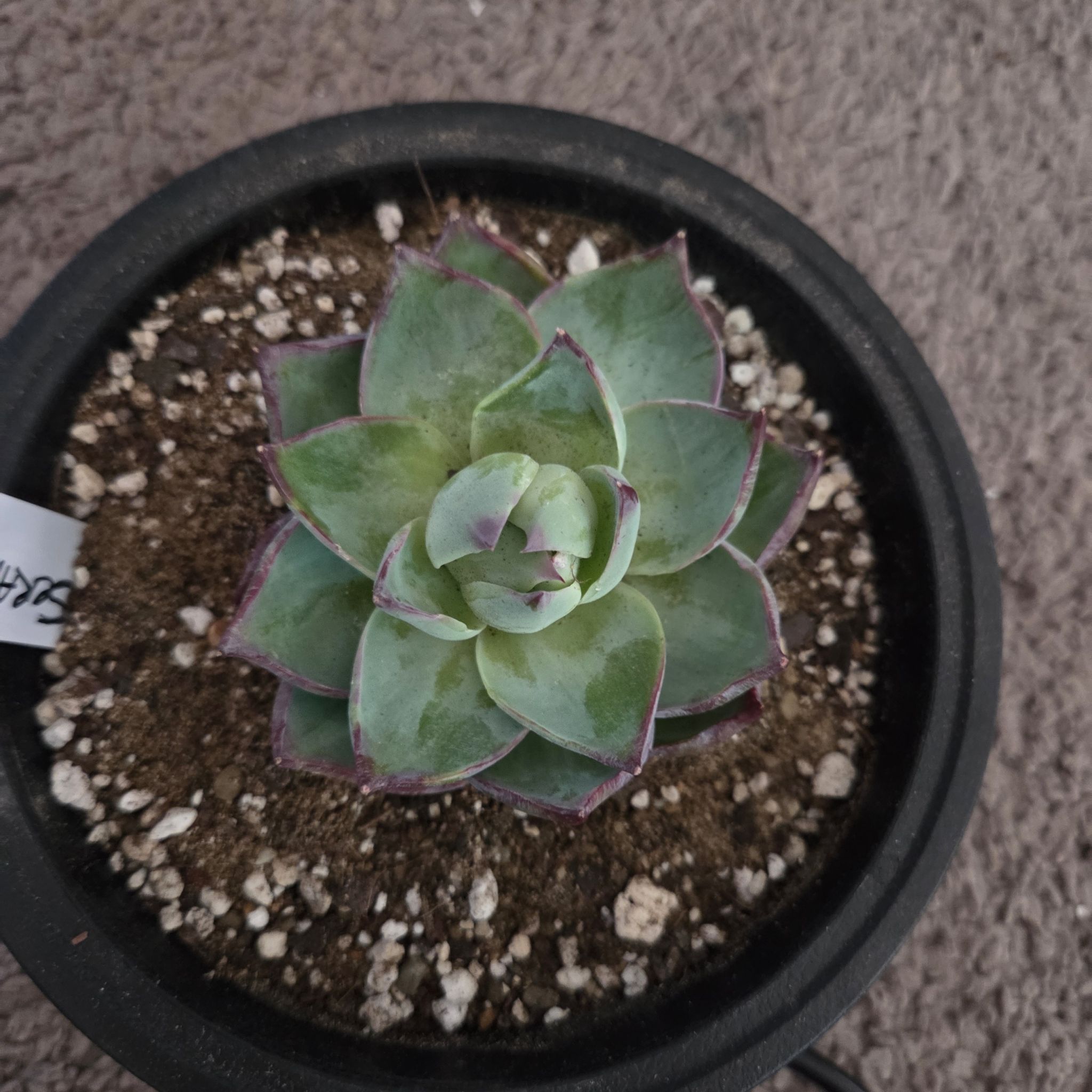 Photo of the plant species Echeveria 'Casio' by @NikkiBplantmom named SERAFINA on Greg, the plant care app