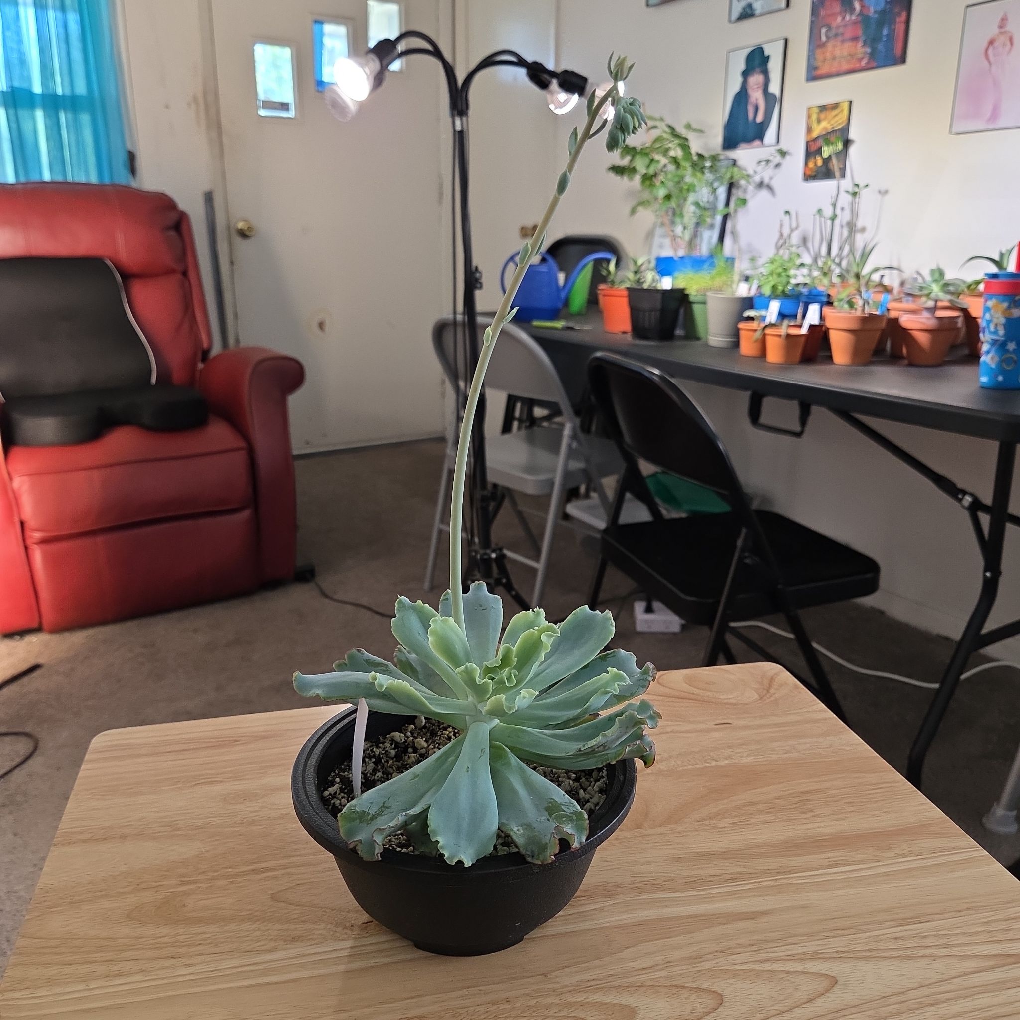 Photo of the plant species Aquarius by @NikkiBplantmom named JOURNEE on Greg, the plant care app