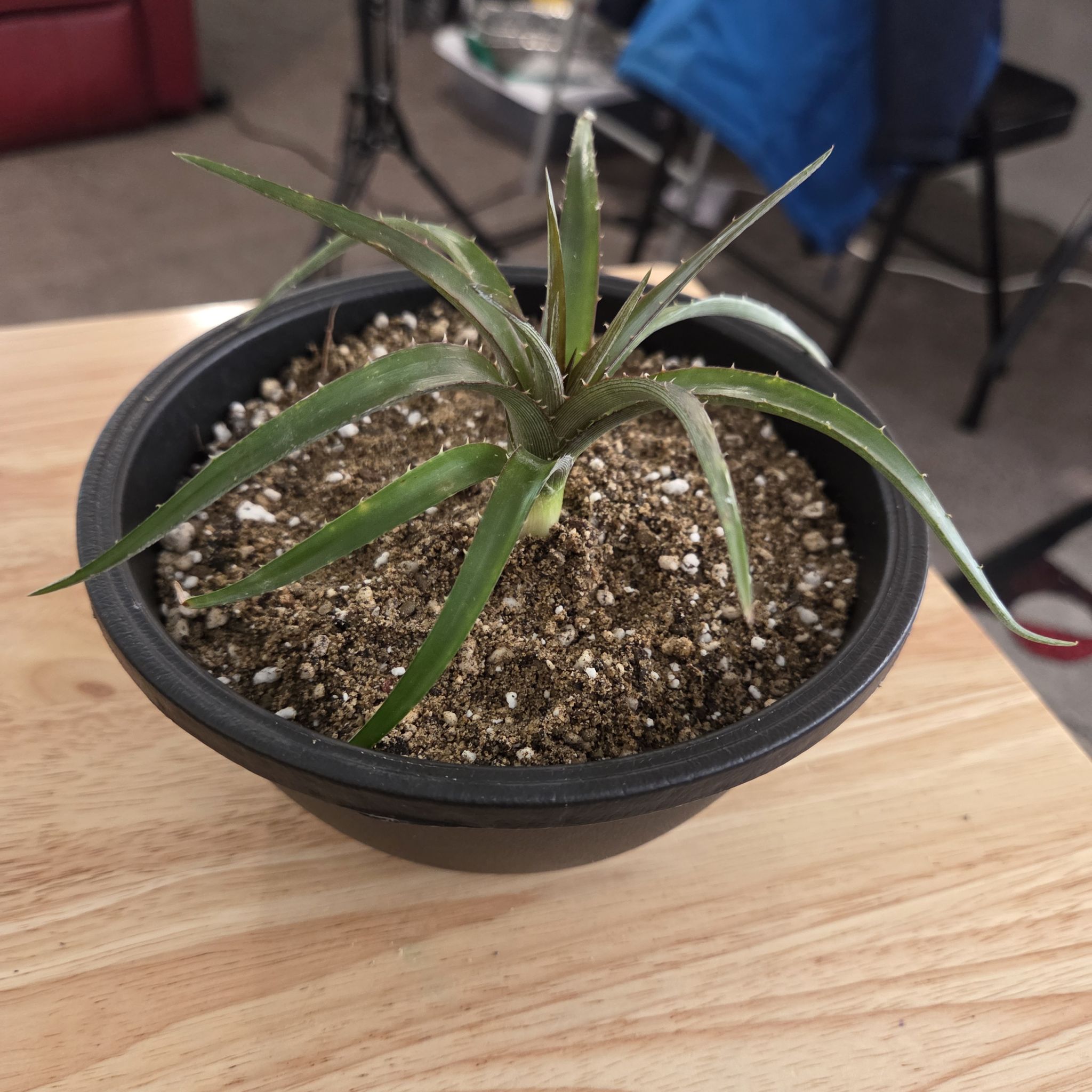 Photo of the plant species Dyckia 'Burgundy Ice' by @NikkiBplantmom named CHARLI BALTIMORE on Greg, the plant care app