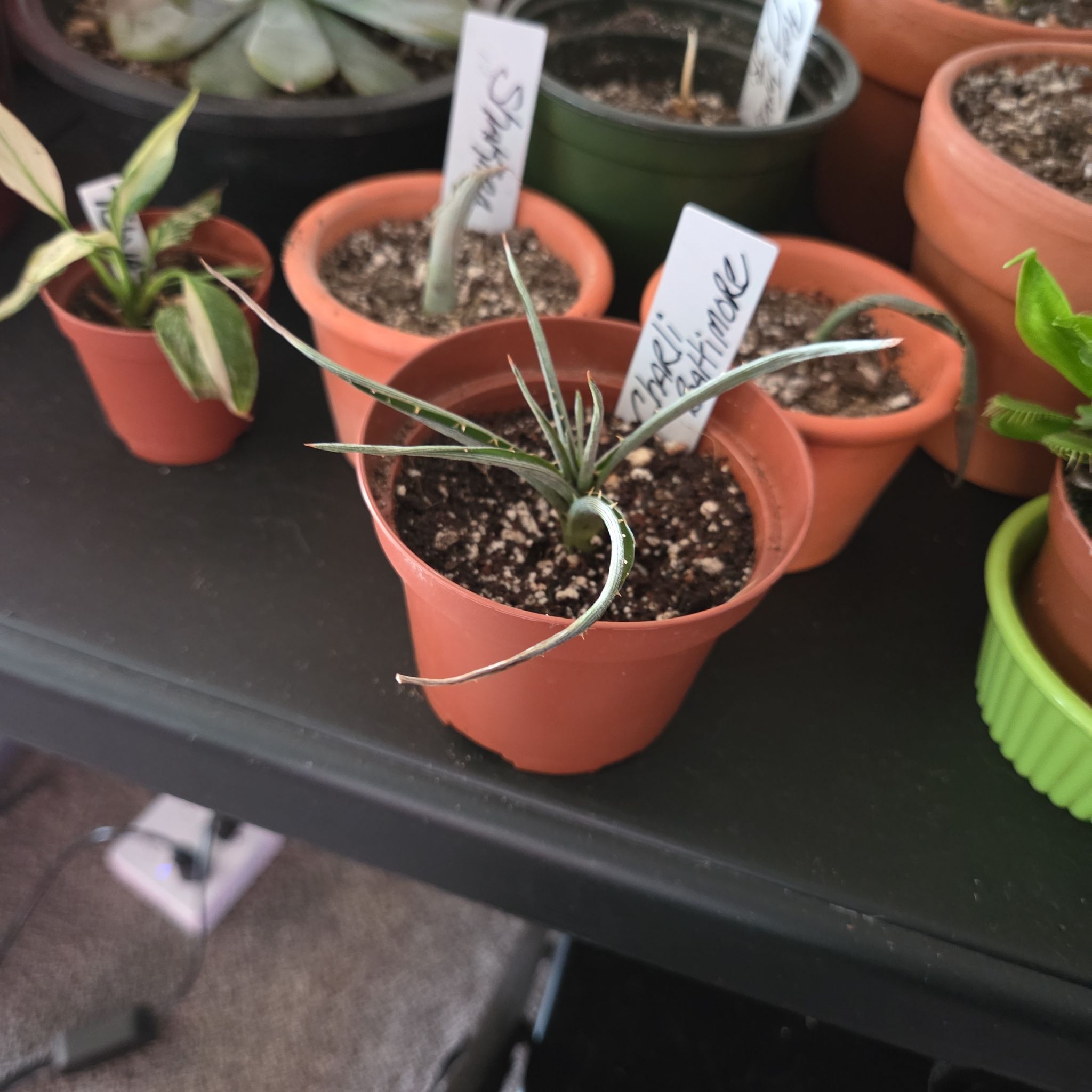 Photo of the plant species Dyckia 'Burgundy Ice' by @NikkiBplantmom named CHARLI BALTIMORE on Greg, the plant care app