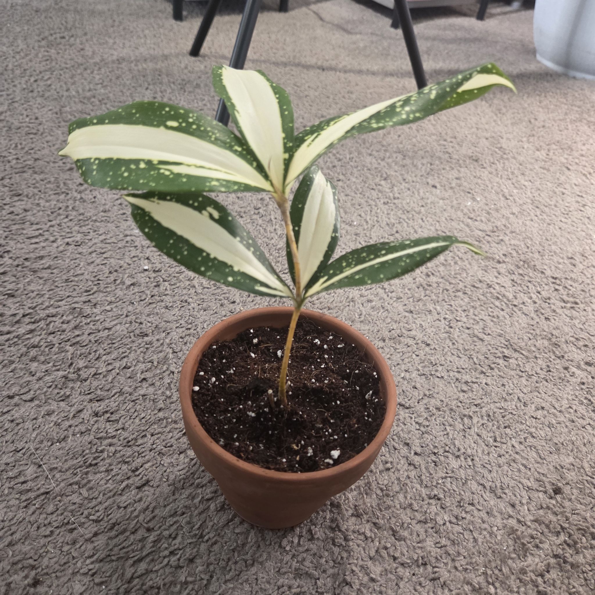 Photo of the plant species Dracaena 'Milky Way' by @NikkiBplantmom named SADE on Greg, the plant care app