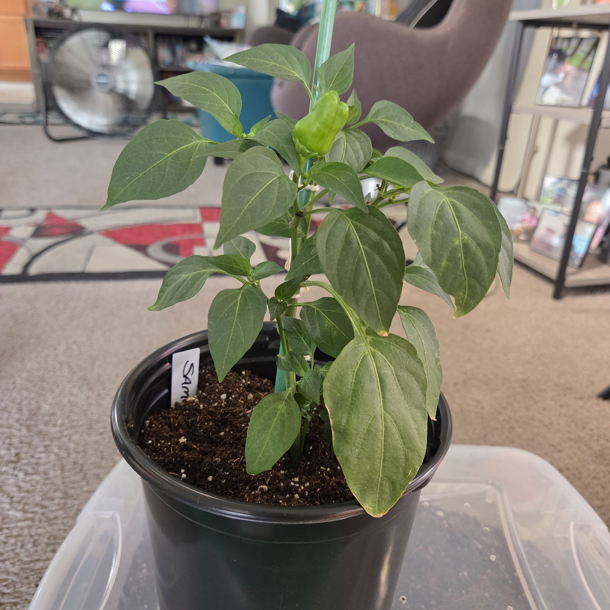 Photo of the plant species Capsicum 'Cajun Belle' by @NikkiBplantmom named SAMUELSSON on Greg, the plant care app